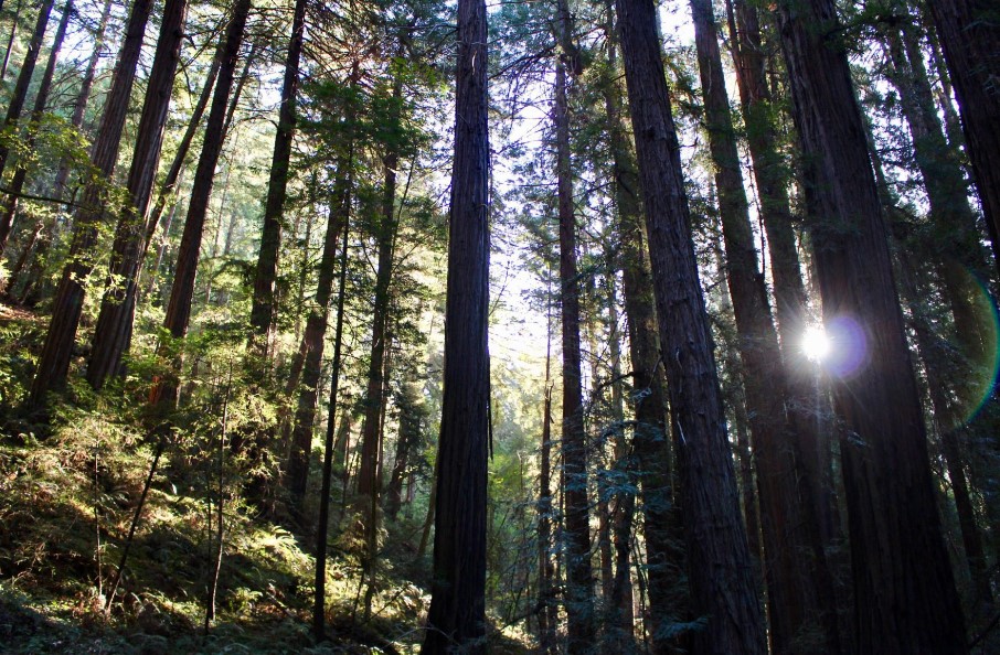 Exploring the Muir Woods: A San Francisco Day Trip