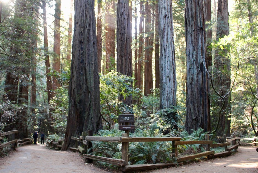 Exploring the Muir Woods: A San Francisco Day Trip