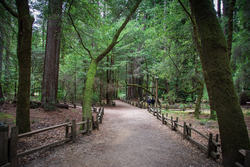Big Basin Hiking – How To Enjoy an Amazing Redwood Trail