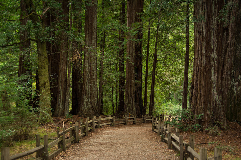 Big Basin Hiking – How To Enjoy an Amazing Redwood Trail