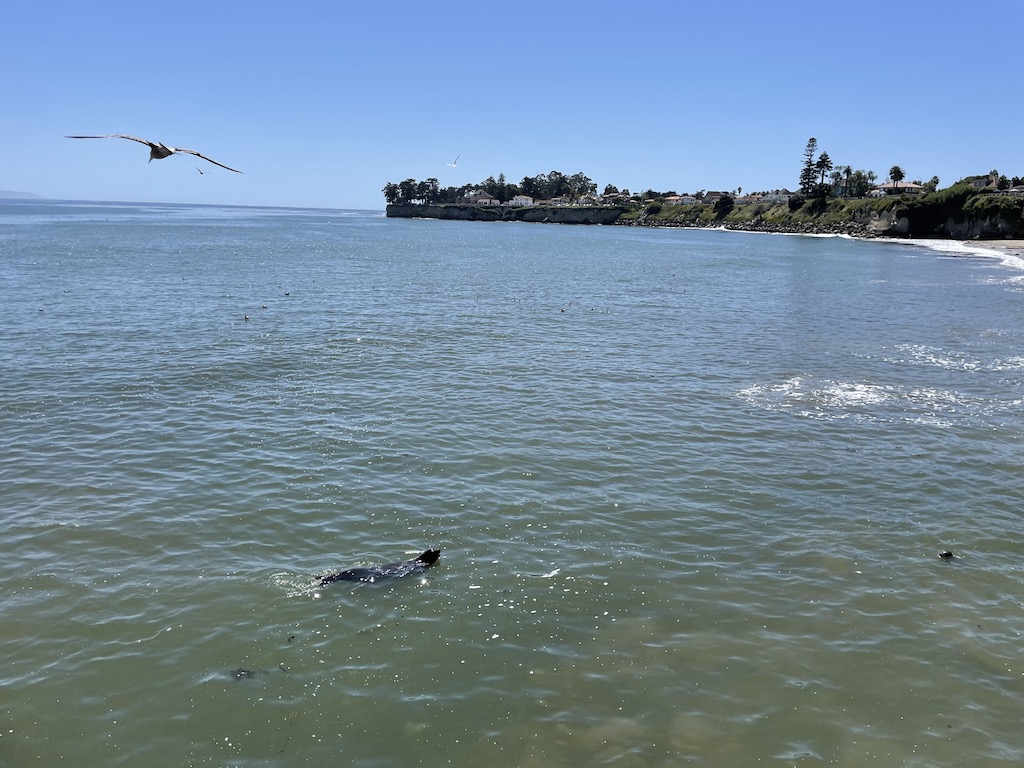Santa Cruz Beach Boardwalk and Wharf, Don’t Miss It