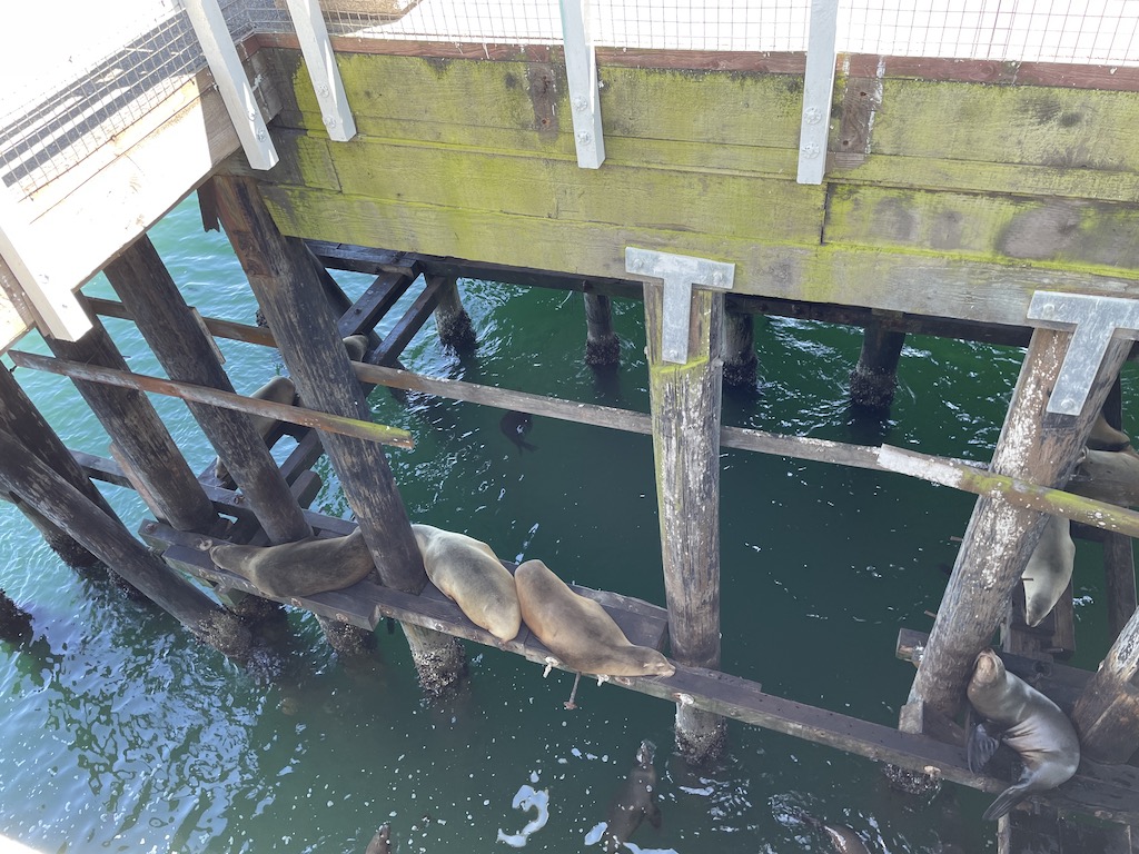 Santa Cruz Beach Boardwalk and Wharf, Don’t Miss It