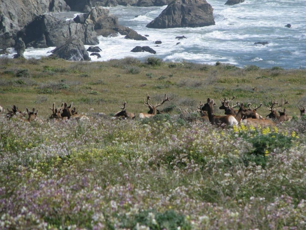 The Tule Elk population roams the Point Reyes National Seashore