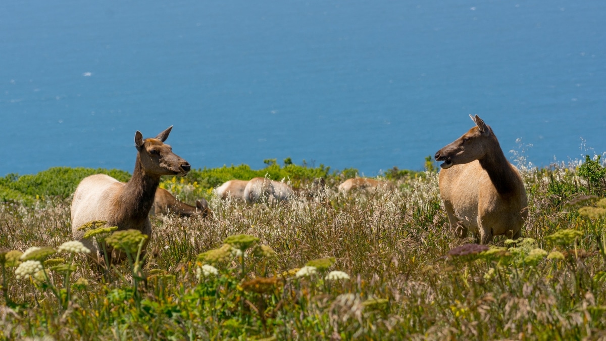 The Tule Elk population roams the Point Reyes National Seashore