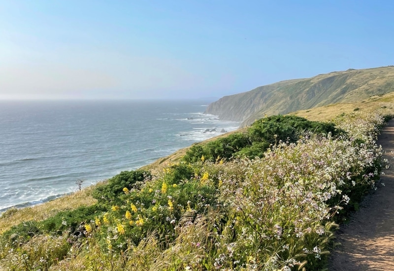 The Tule Elk population roams the Point Reyes National Seashore