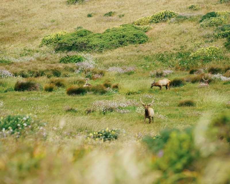 The Tule Elk population roams the Point Reyes National Seashore