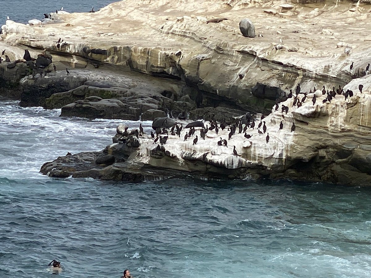 Snorkeling in La Jolla Cove: A Splendid Underwater Adventure!