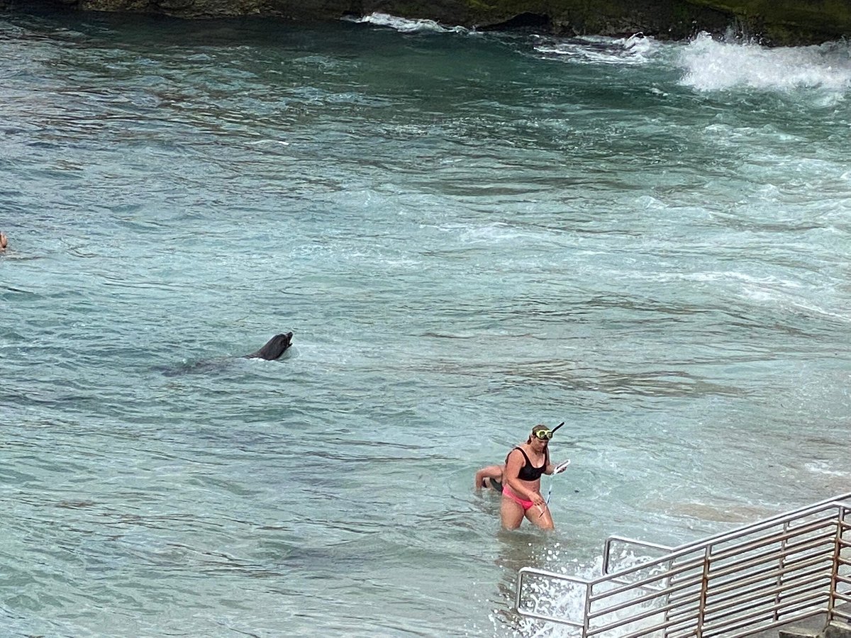 Snorkeling in La Jolla Cove: A Splendid Underwater Adventure!