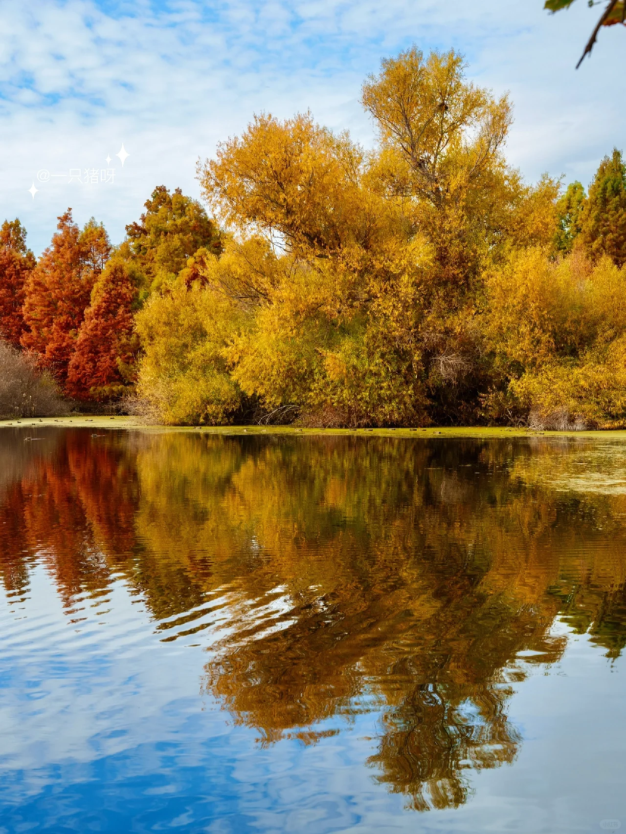 Niles Fall Foliage at Shinn Historical Park and Arboretum