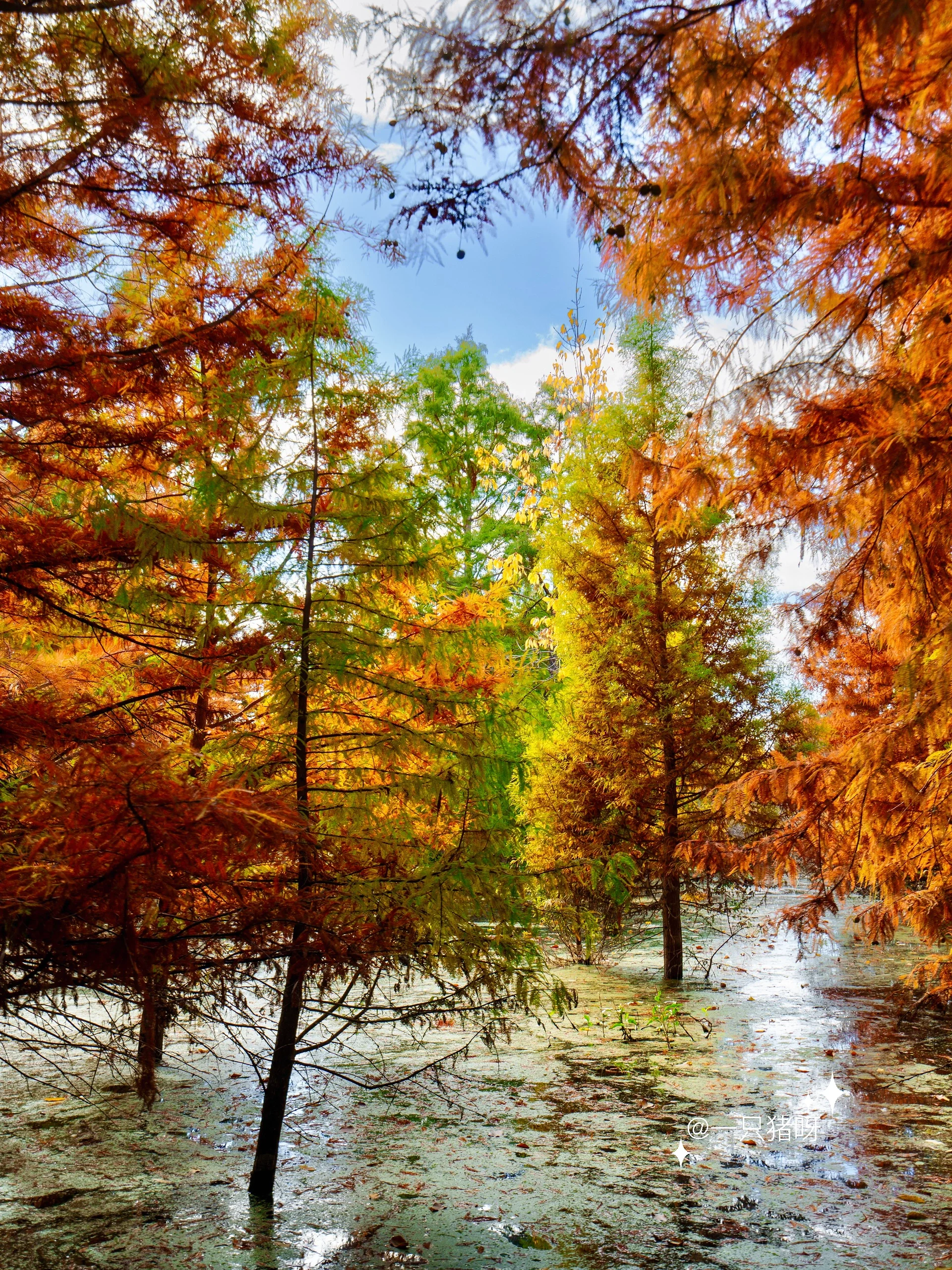 Niles Fall Foliage at Shinn Historical Park and Arboretum