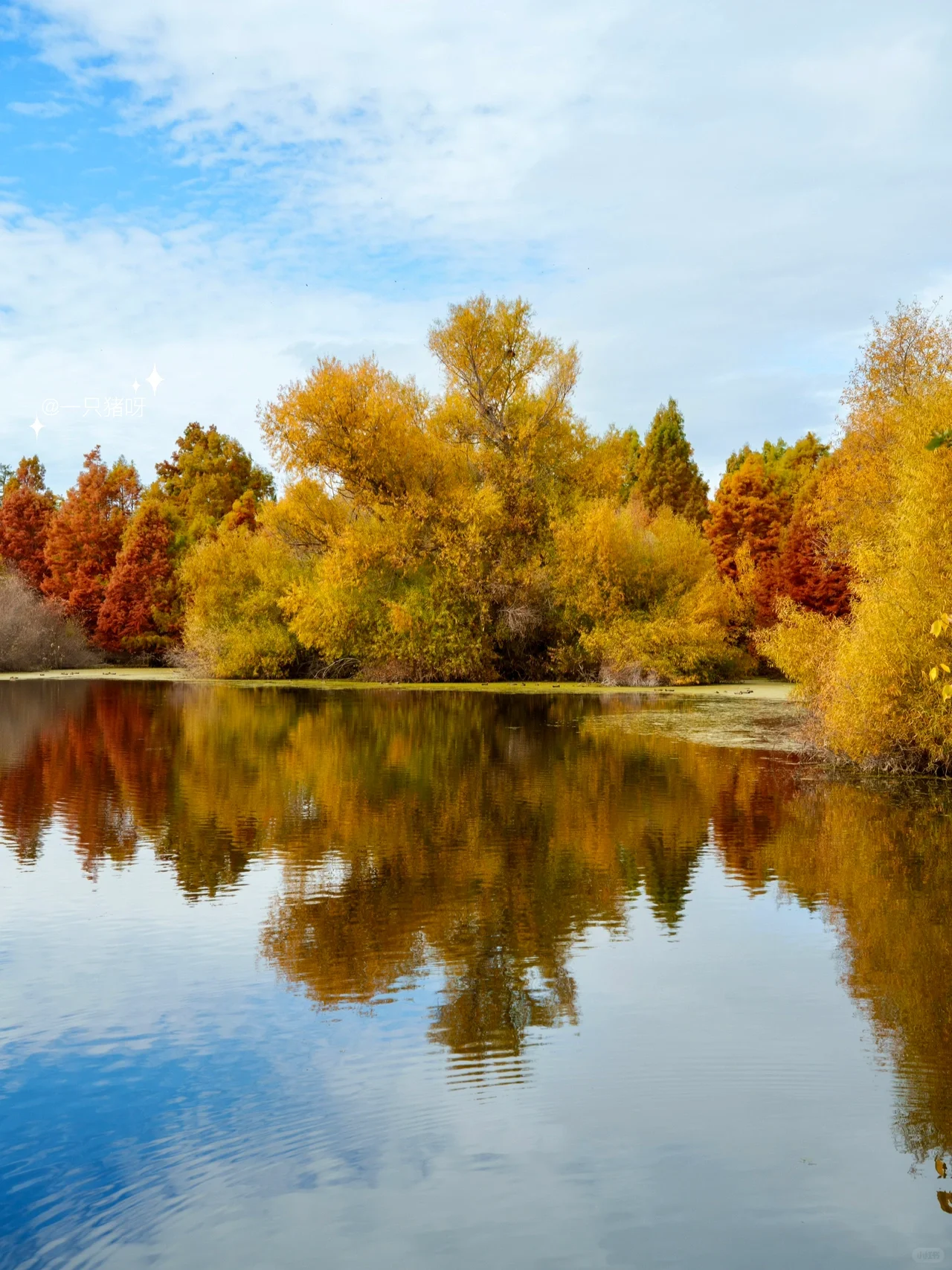 Niles Fall Foliage at Shinn Historical Park and Arboretum