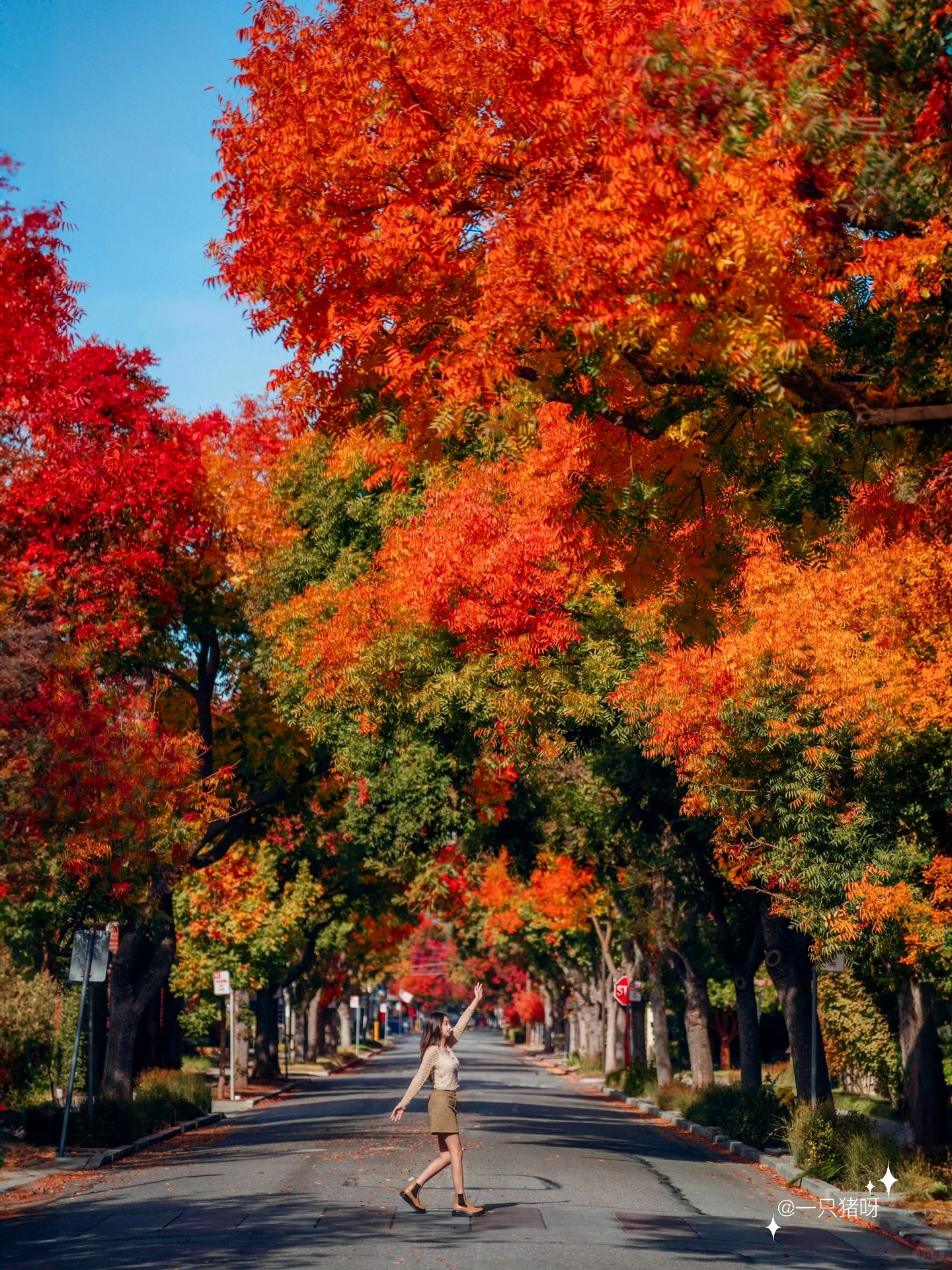 A Walk in the Bay Area in Autumn 🍂 Another Year of Fall Foliage Season 🌳