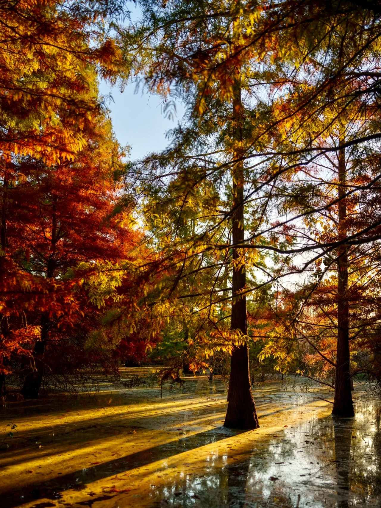 Niles Fall Foliage at Shinn Historical Park and Arboretum