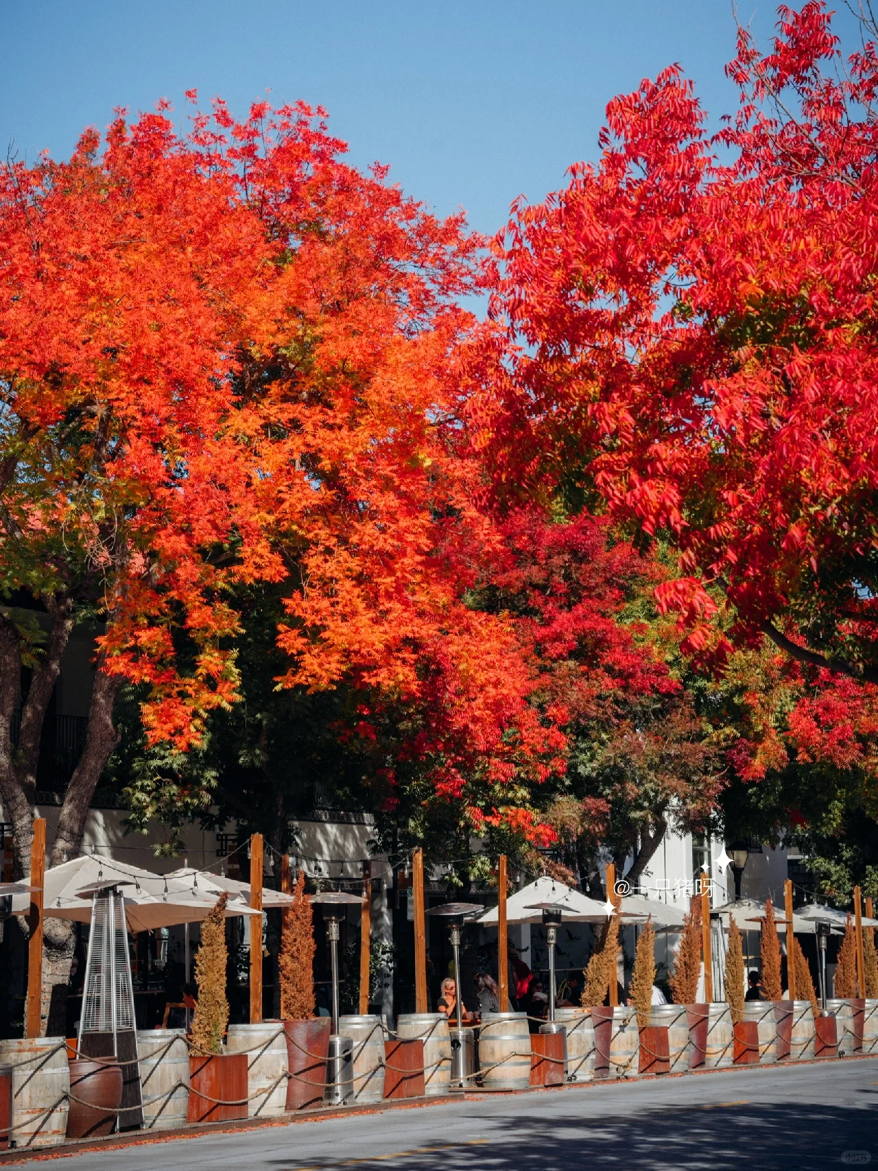 A Walk in the Bay Area in Autumn 🍂 Another Year of Fall Foliage Season 🌳