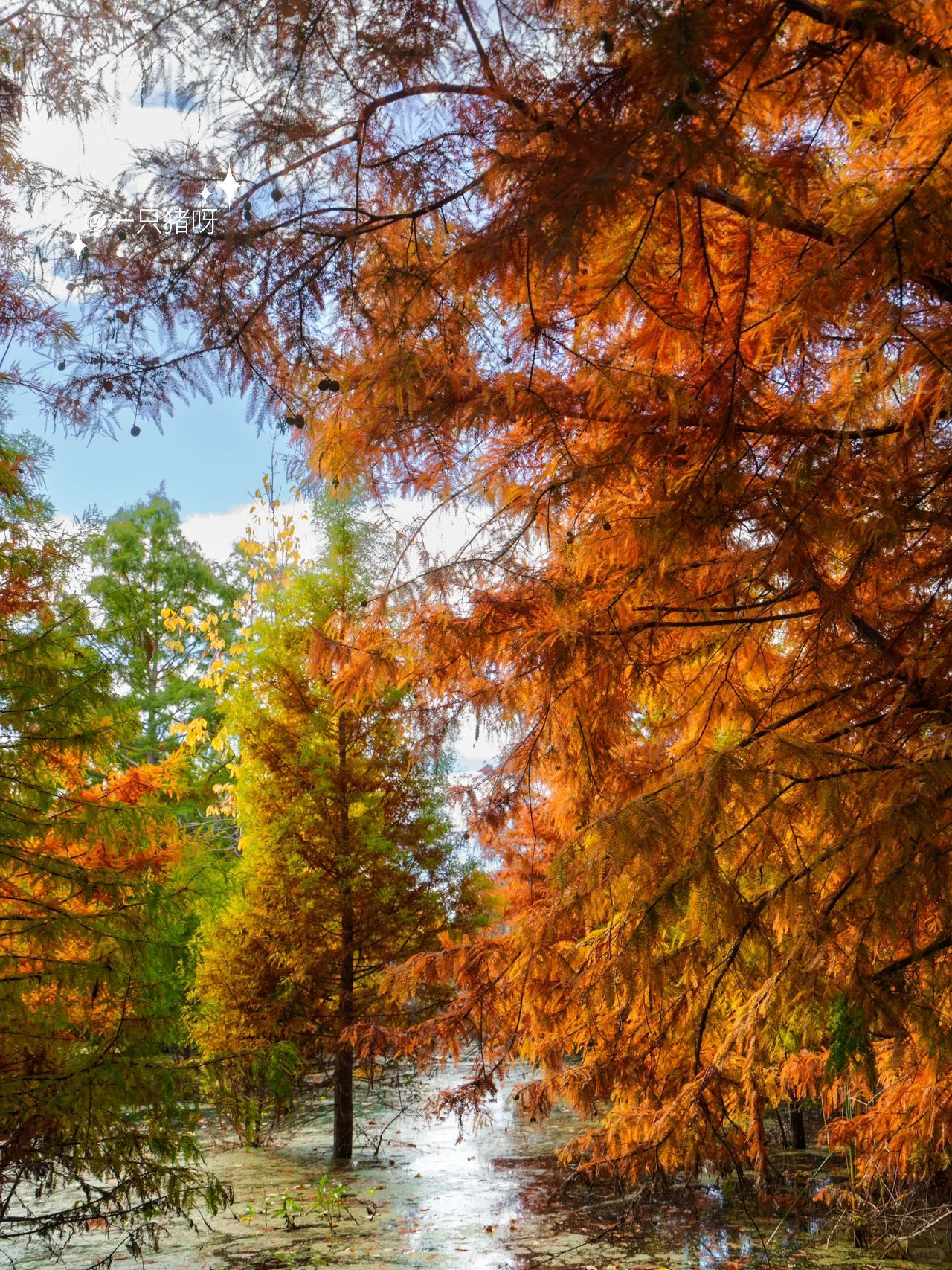 Niles Fall Foliage at Shinn Historical Park and Arboretum