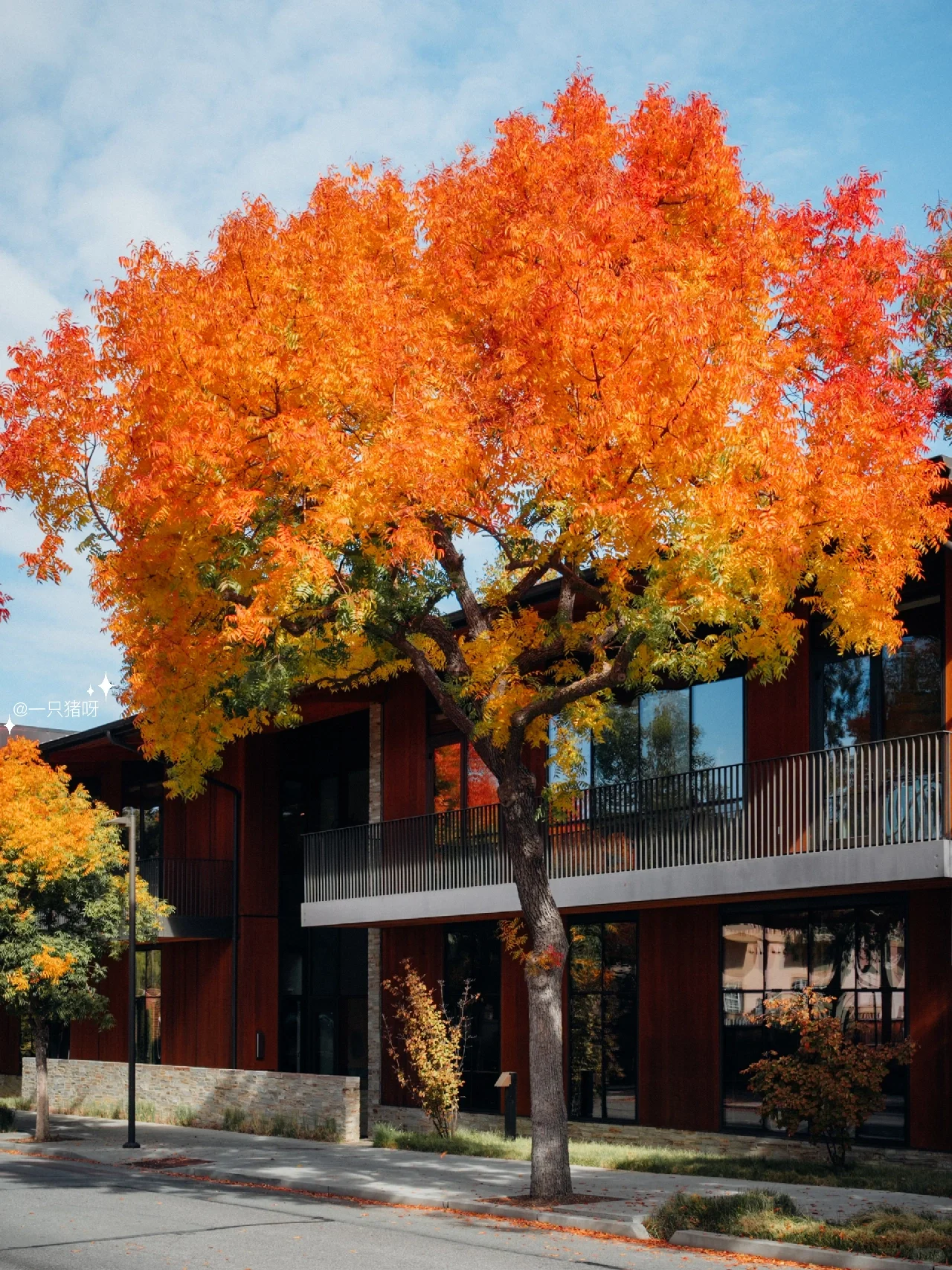 A Walk in the Bay Area in Autumn 🍂 Another Year of Fall Foliage Season 🌳