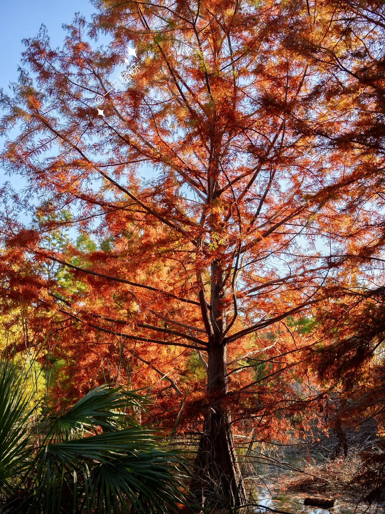 Niles Fall Foliage at Shinn Historical Park and Arboretum
