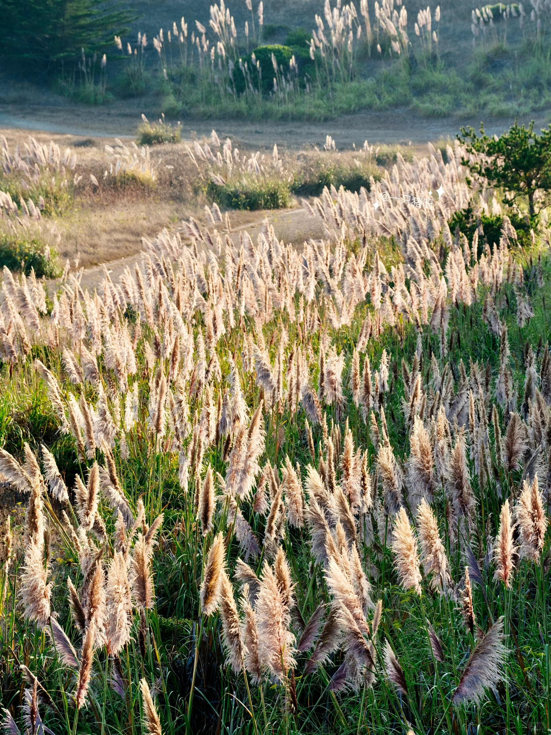 🌾🍂 California Autumn: The Reeds on the Beach 🌾🍂