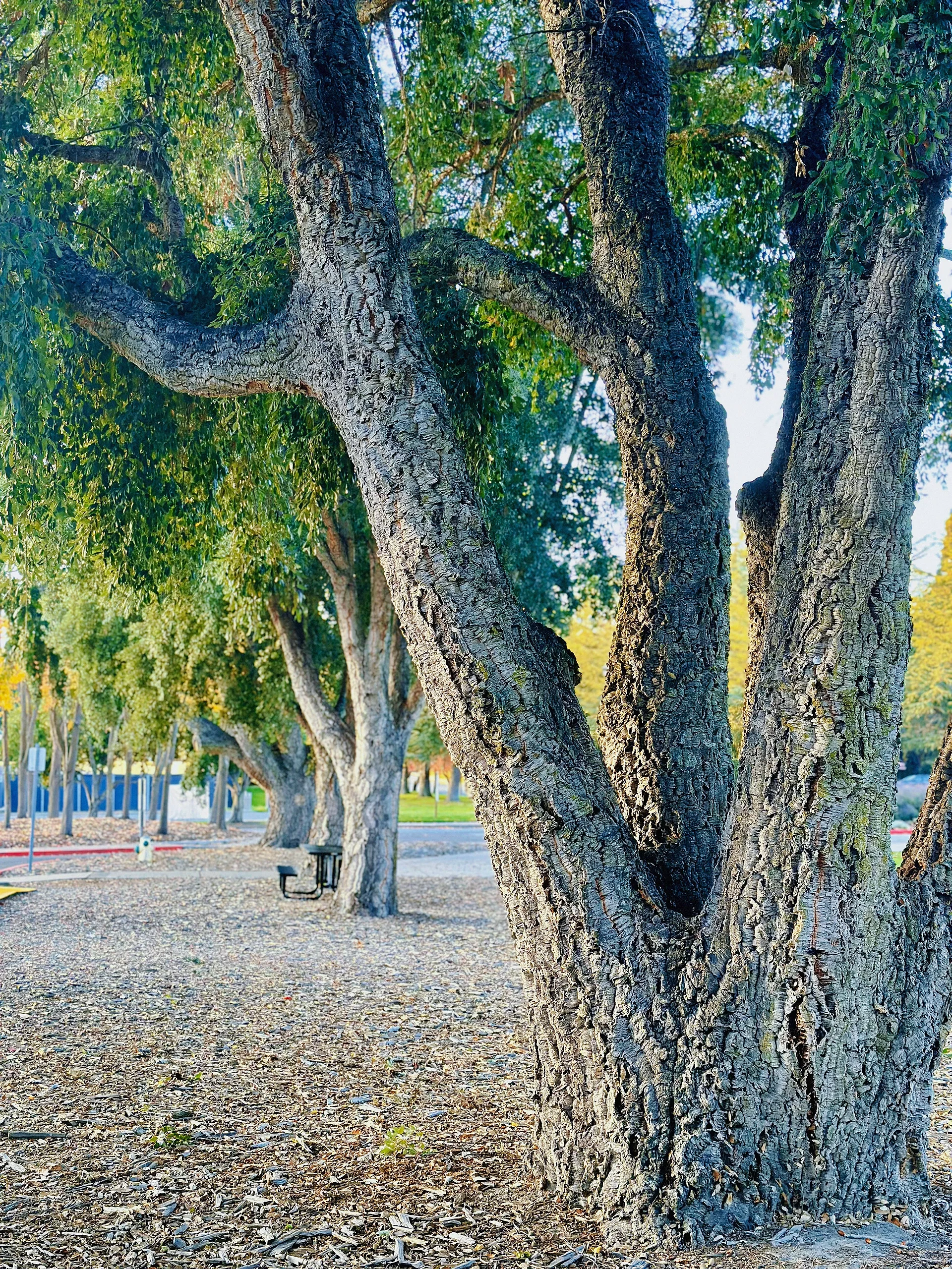 Bay Area Strolling: Saint Mary's Women's College Hidden in the Deep Mountains