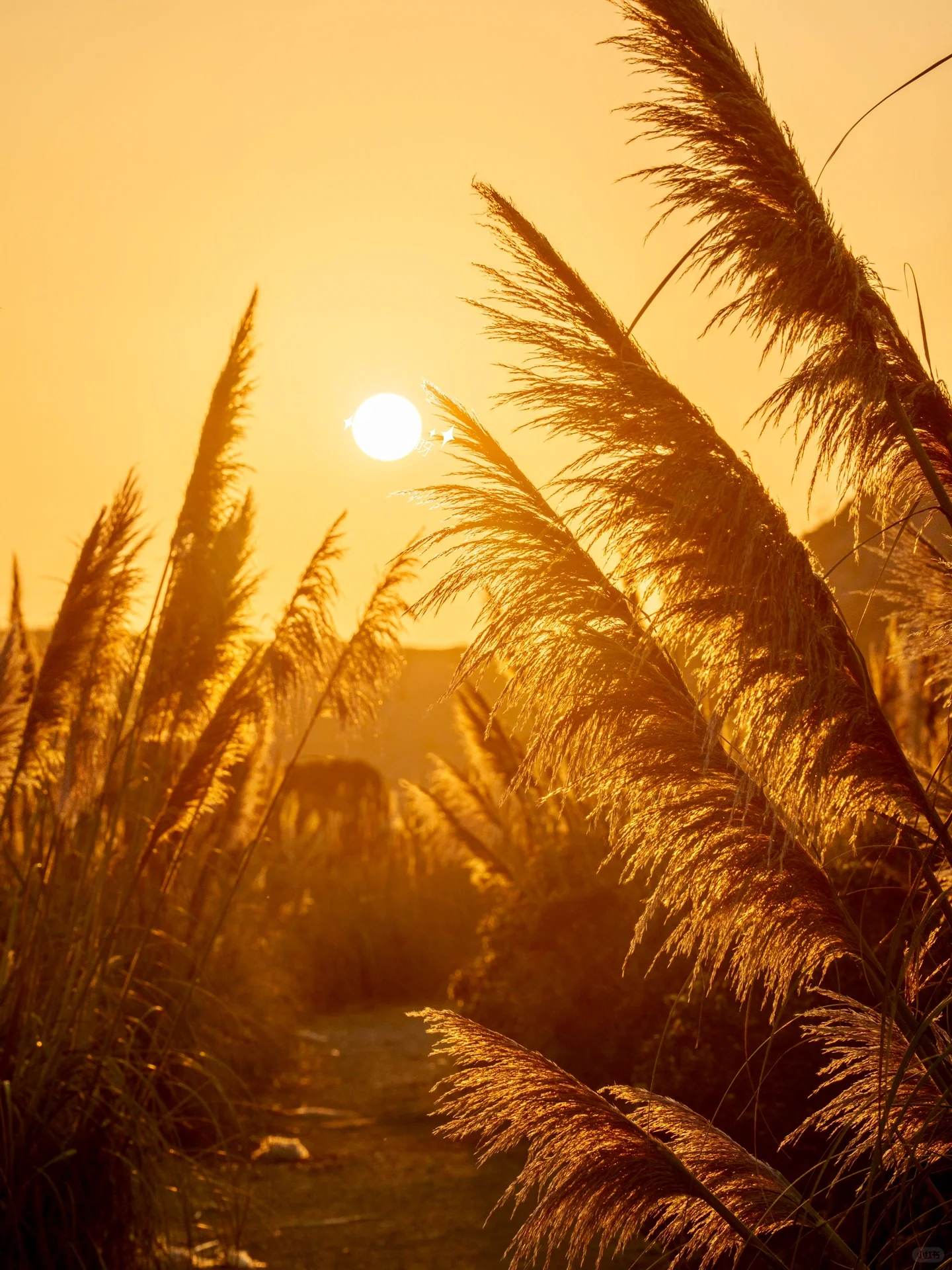 🌾🍂 California Autumn: The Reeds on the Beach 🌾🍂