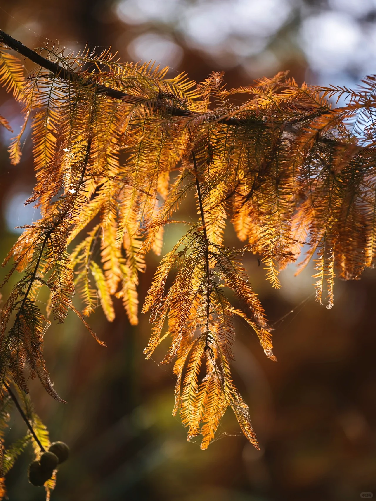 Niles Fall Foliage at Shinn Historical Park and Arboretum