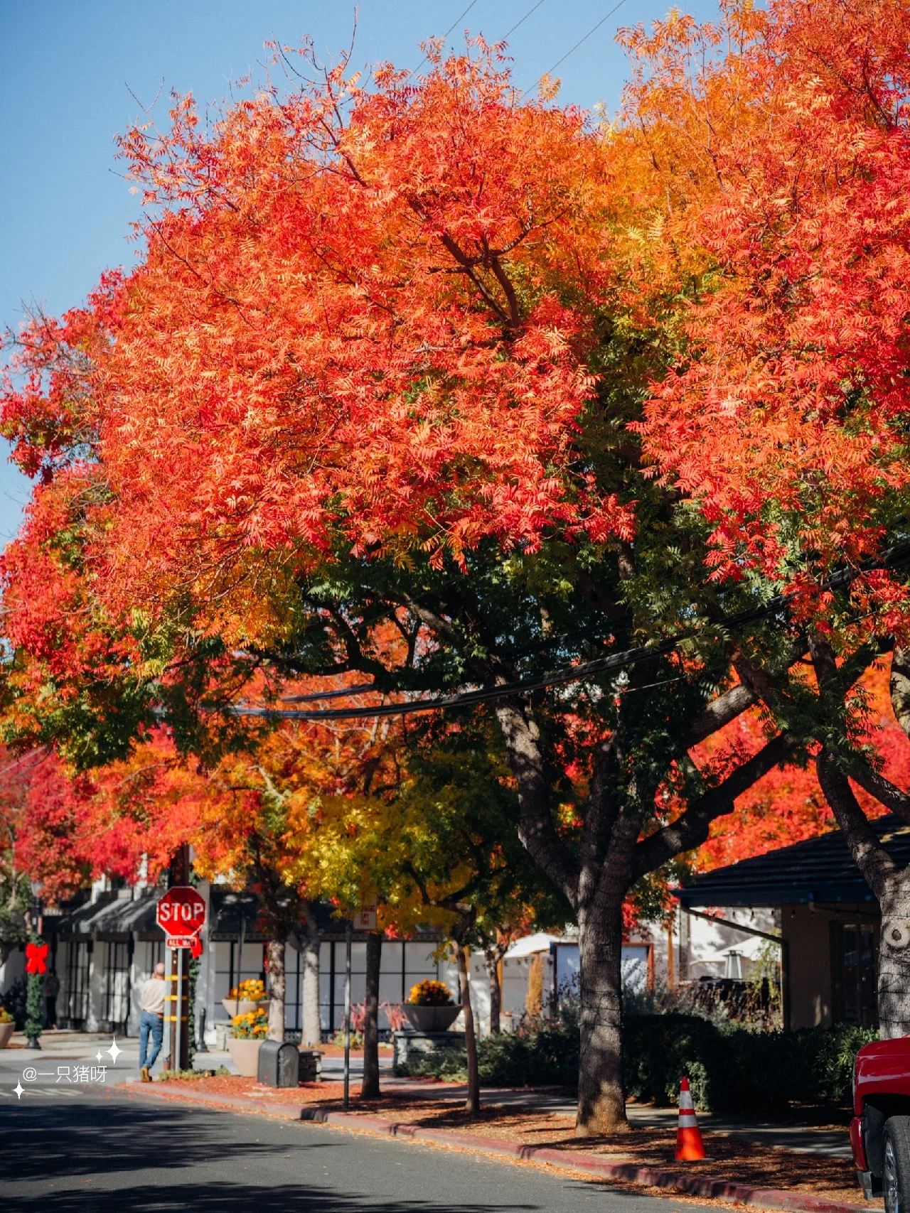 A Walk in the Bay Area in Autumn 🍂 Another Year of Fall Foliage Season 🌳