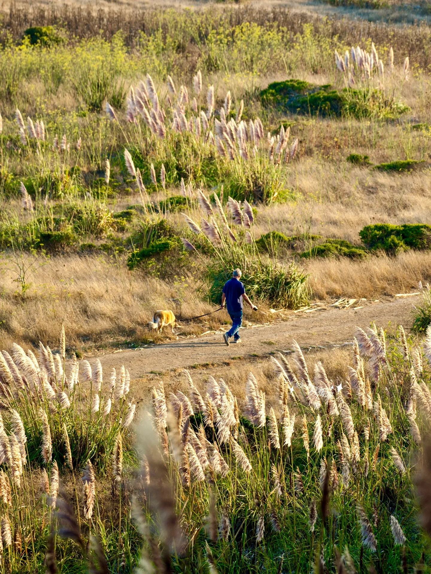 🌾🍂 California Autumn: The Reeds on the Beach 🌾🍂