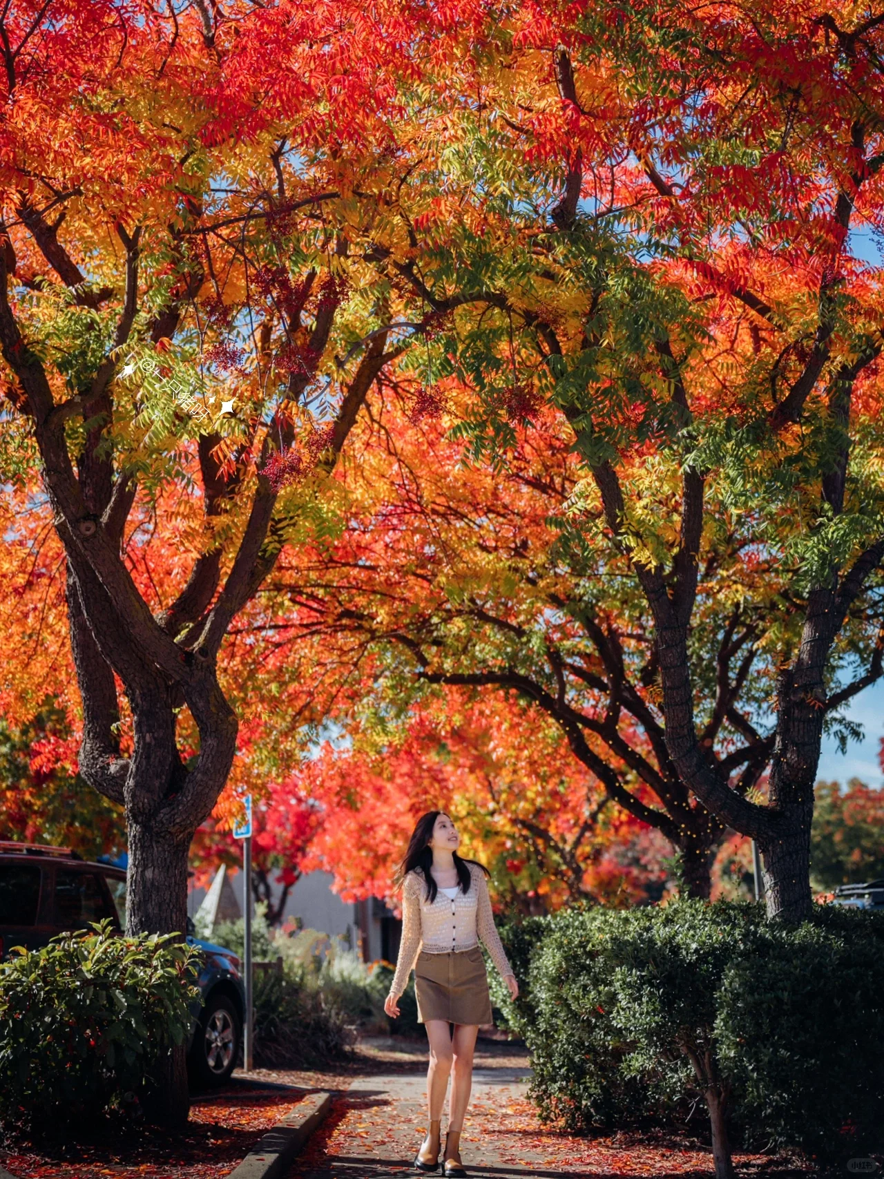 A Walk in the Bay Area in Autumn 🍂 Another Year of Fall Foliage Season 🌳