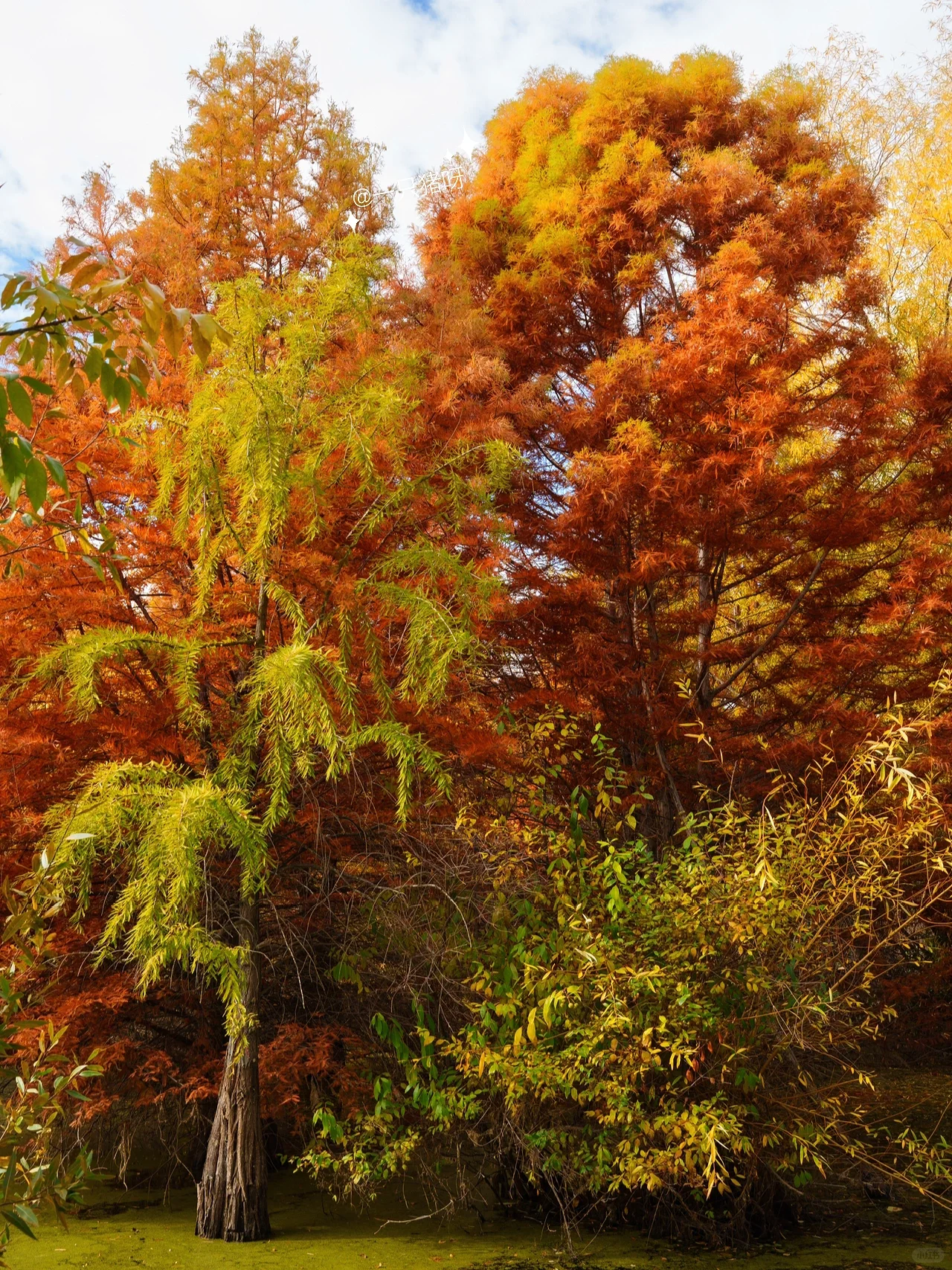 Niles Fall Foliage at Shinn Historical Park and Arboretum