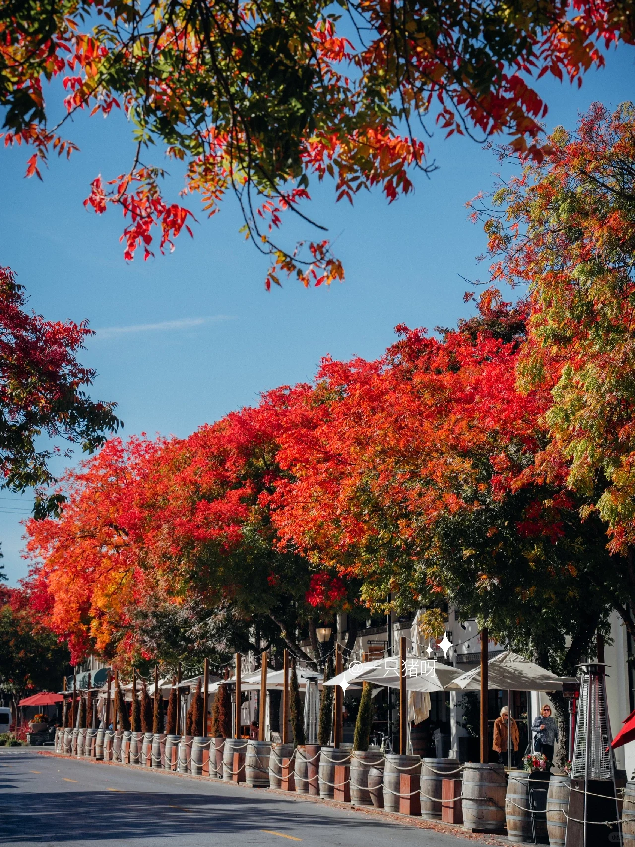 A Walk in the Bay Area in Autumn 🍂 Another Year of Fall Foliage Season 🌳