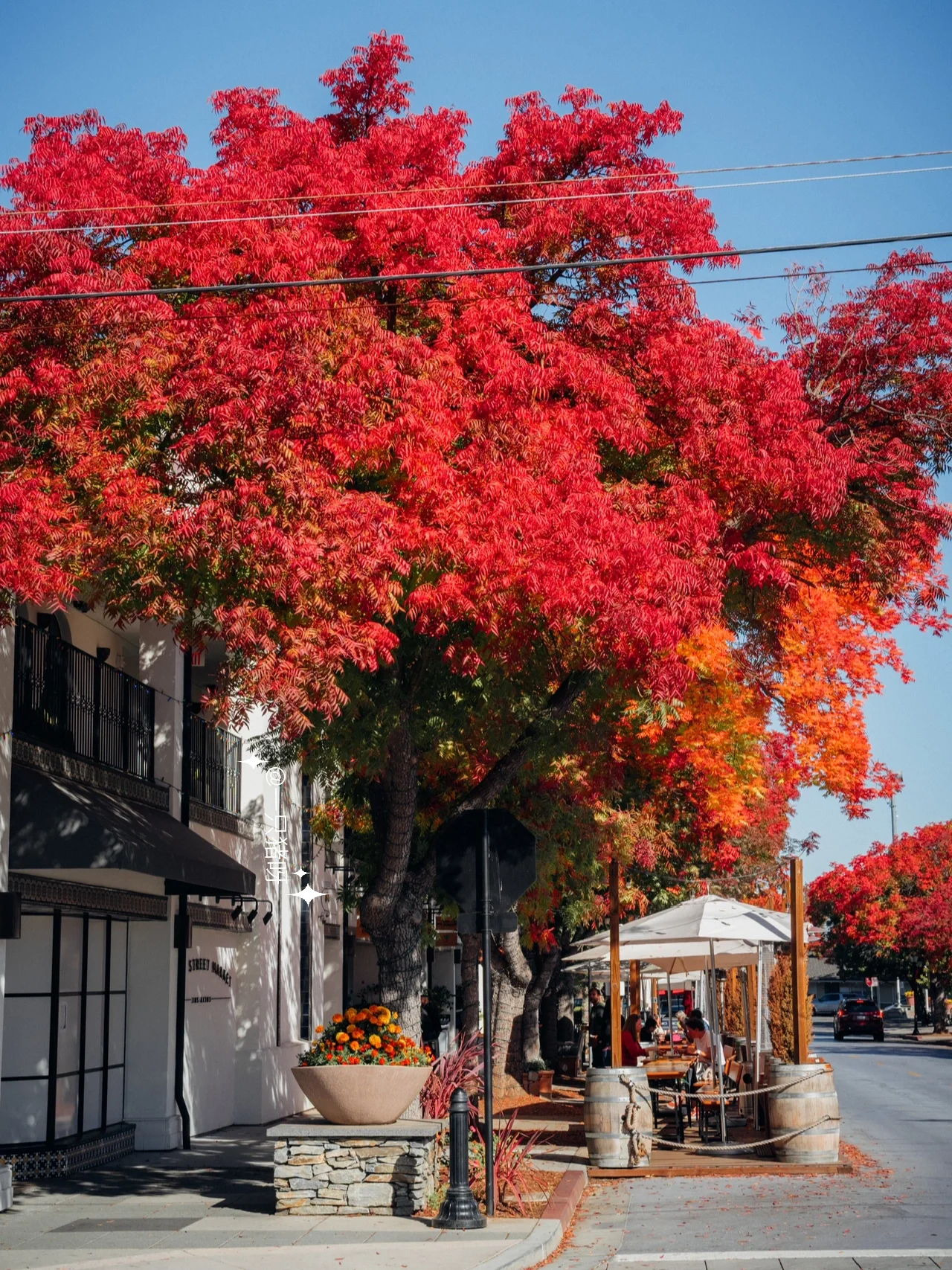 A Walk in the Bay Area in Autumn 🍂 Another Year of Fall Foliage Season 🌳