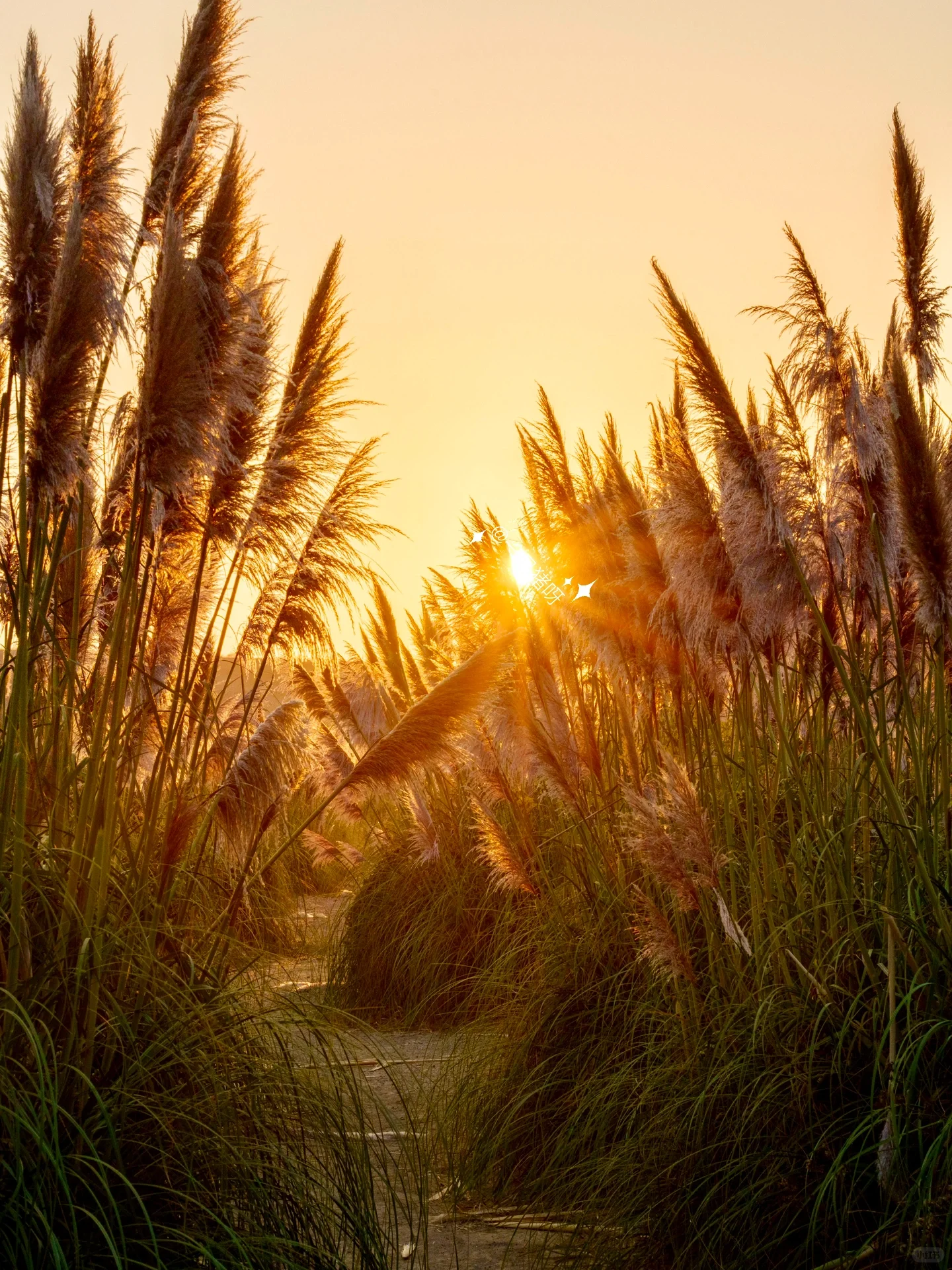 🌾🍂 California Autumn: The Reeds on the Beach 🌾🍂