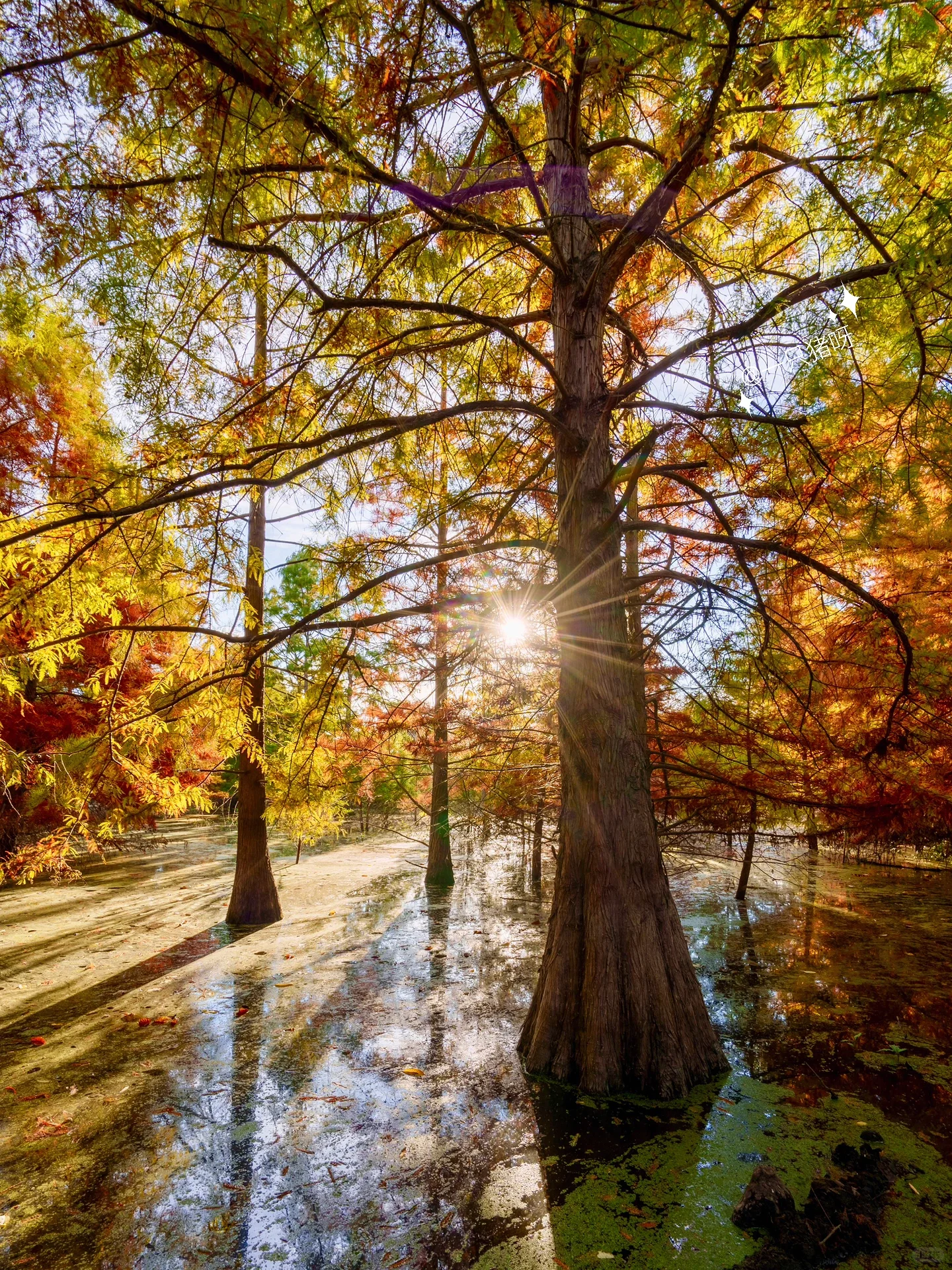 Niles Fall Foliage at Shinn Historical Park and Arboretum