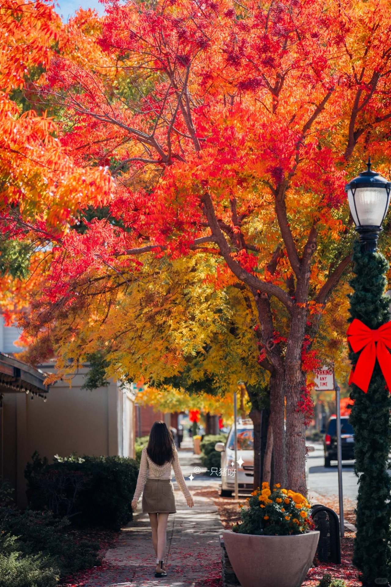 A Walk in the Bay Area in Autumn 🍂 Another Year of Fall Foliage Season 🌳