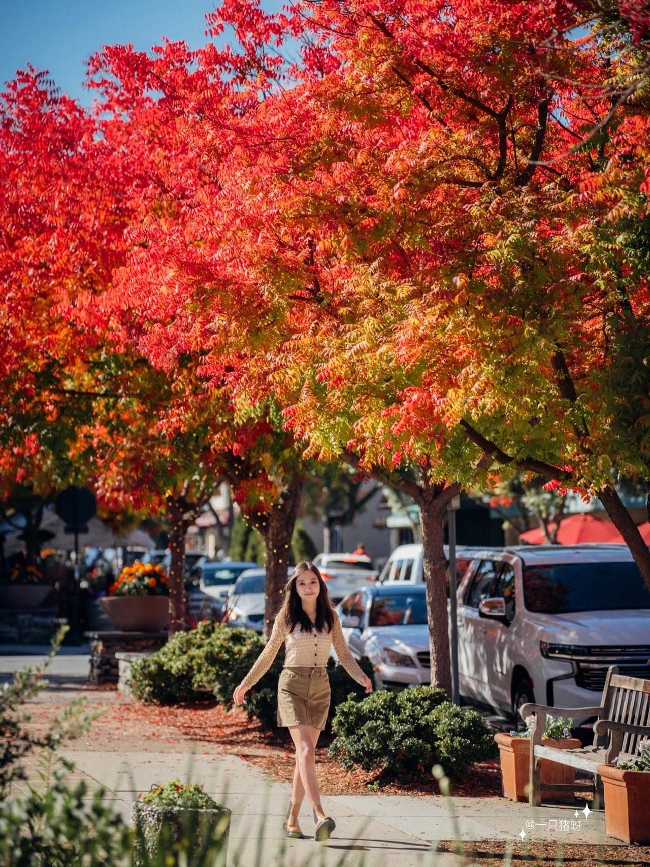 A Walk in the Bay Area in Autumn 🍂 Another Year of Fall Foliage Season 🌳
