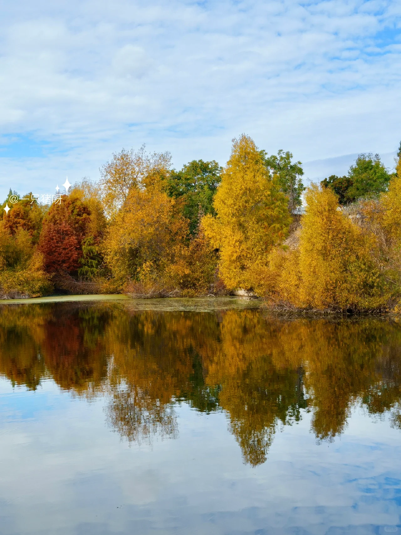 Niles Fall Foliage at Shinn Historical Park and Arboretum