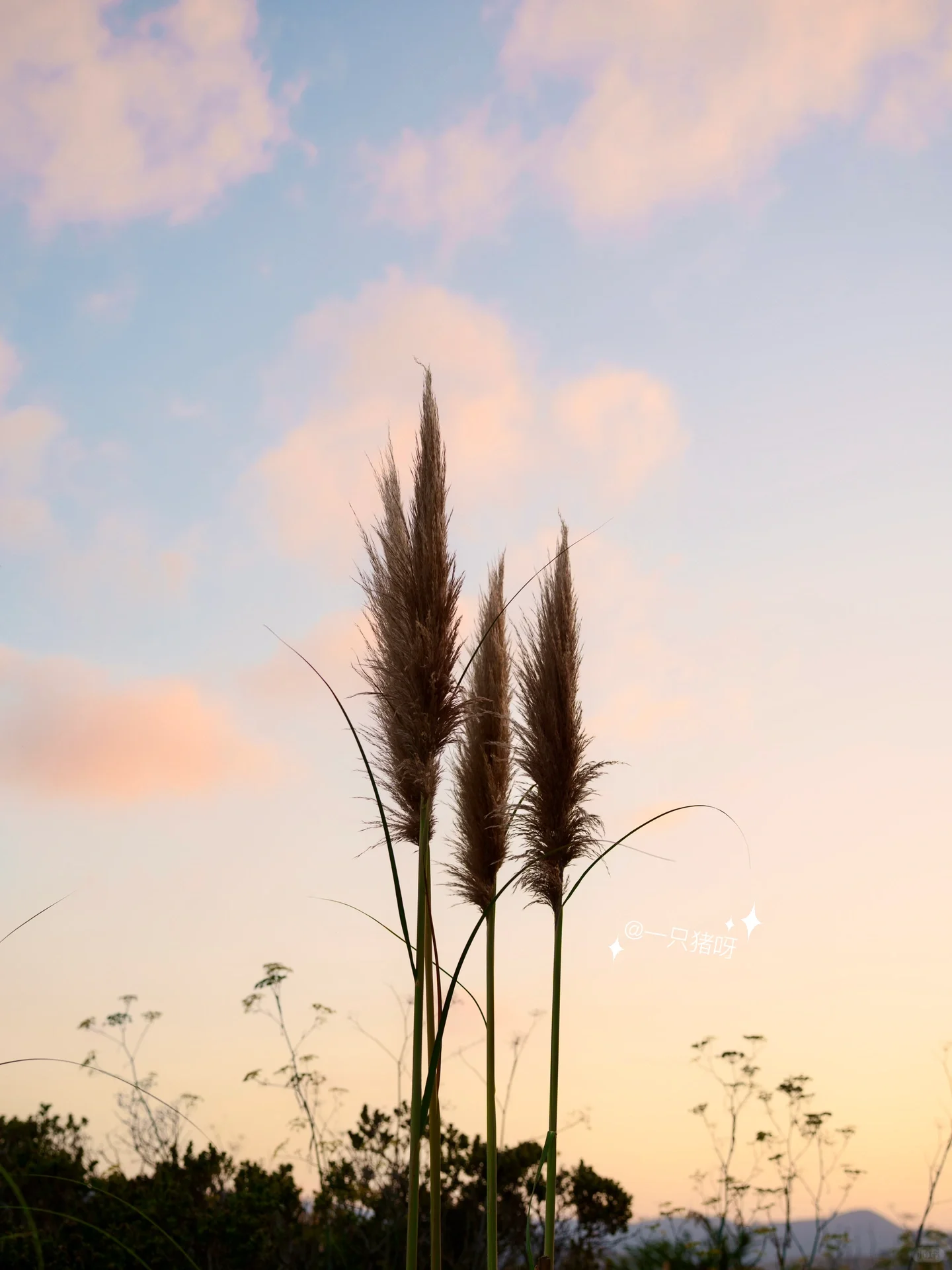🌾🍂 California Autumn: The Reeds on the Beach 🌾🍂