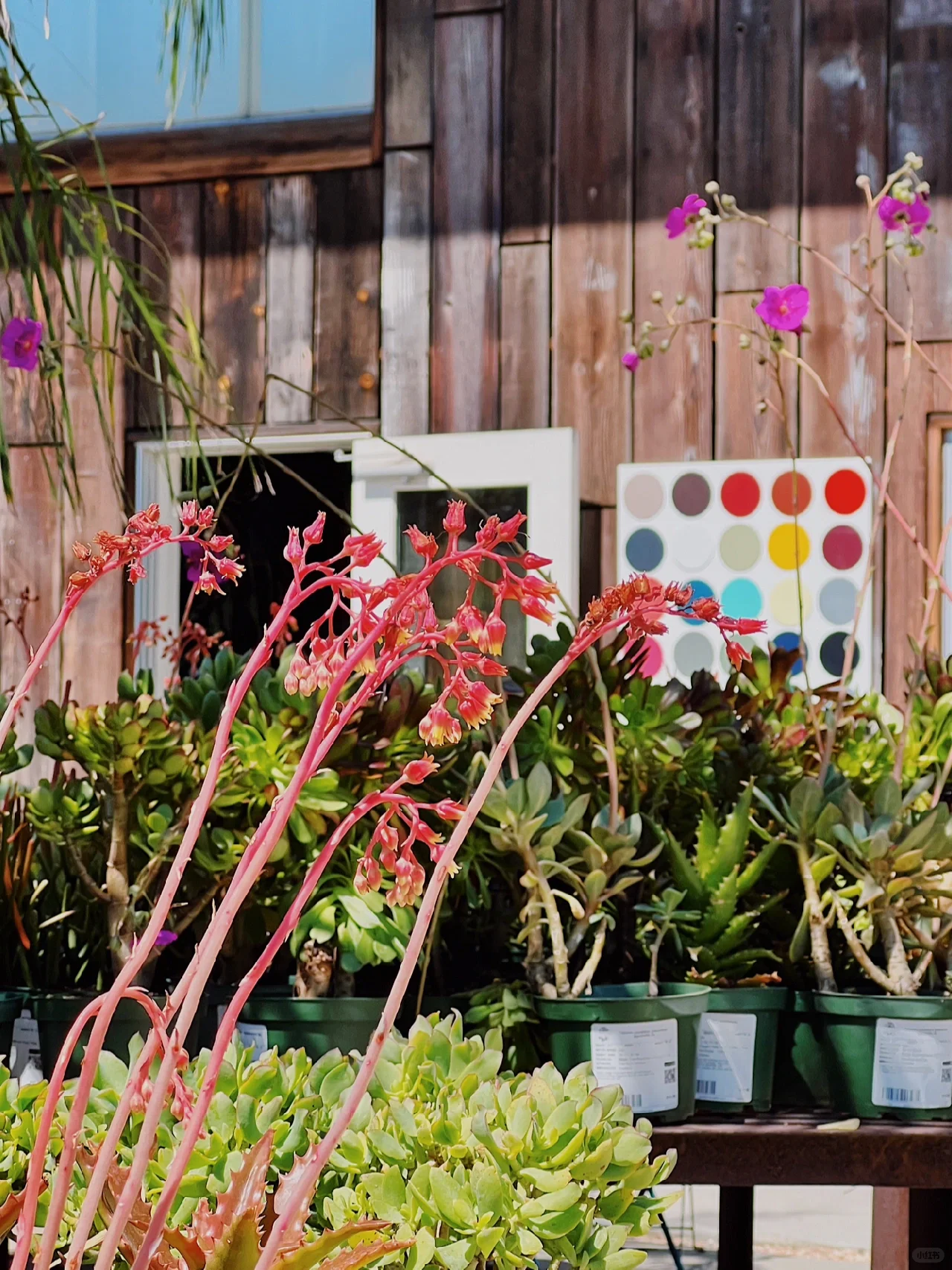 San Francisco | Cute Plant Shop 🪴