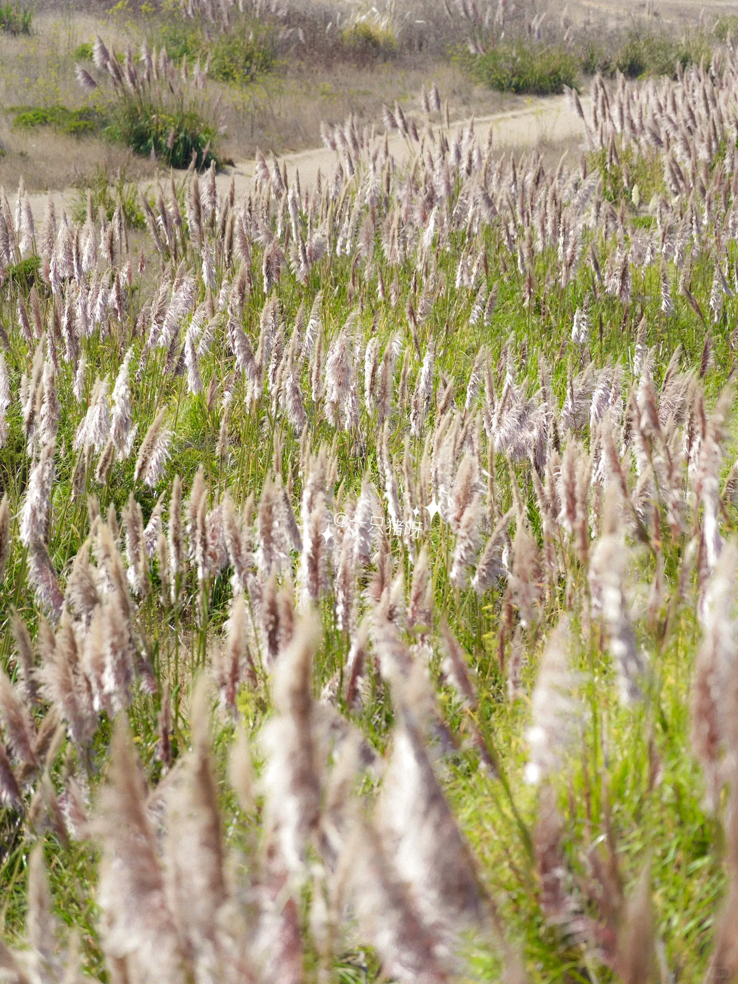 🌾🍂 California Autumn: The Reeds on the Beach 🌾🍂