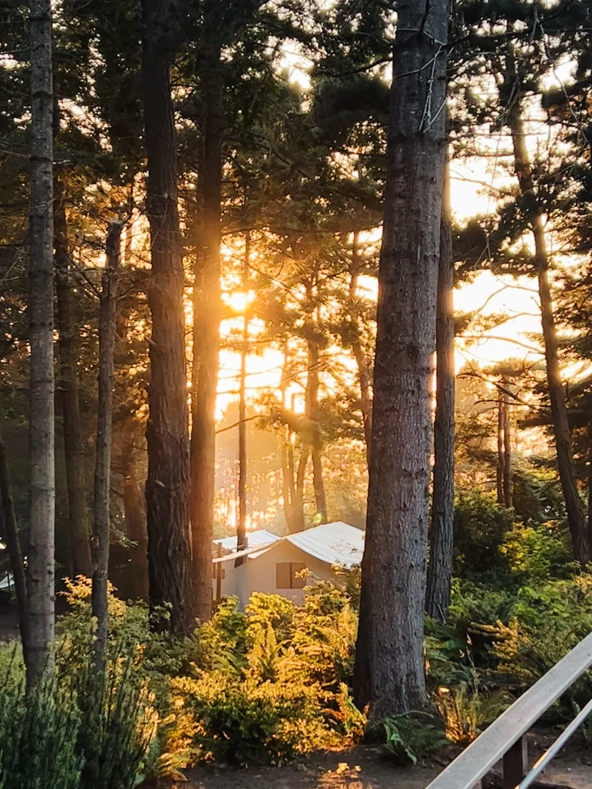 North California | Relax for Three Days in a Luxurious Forest Coast Camping 🏕️