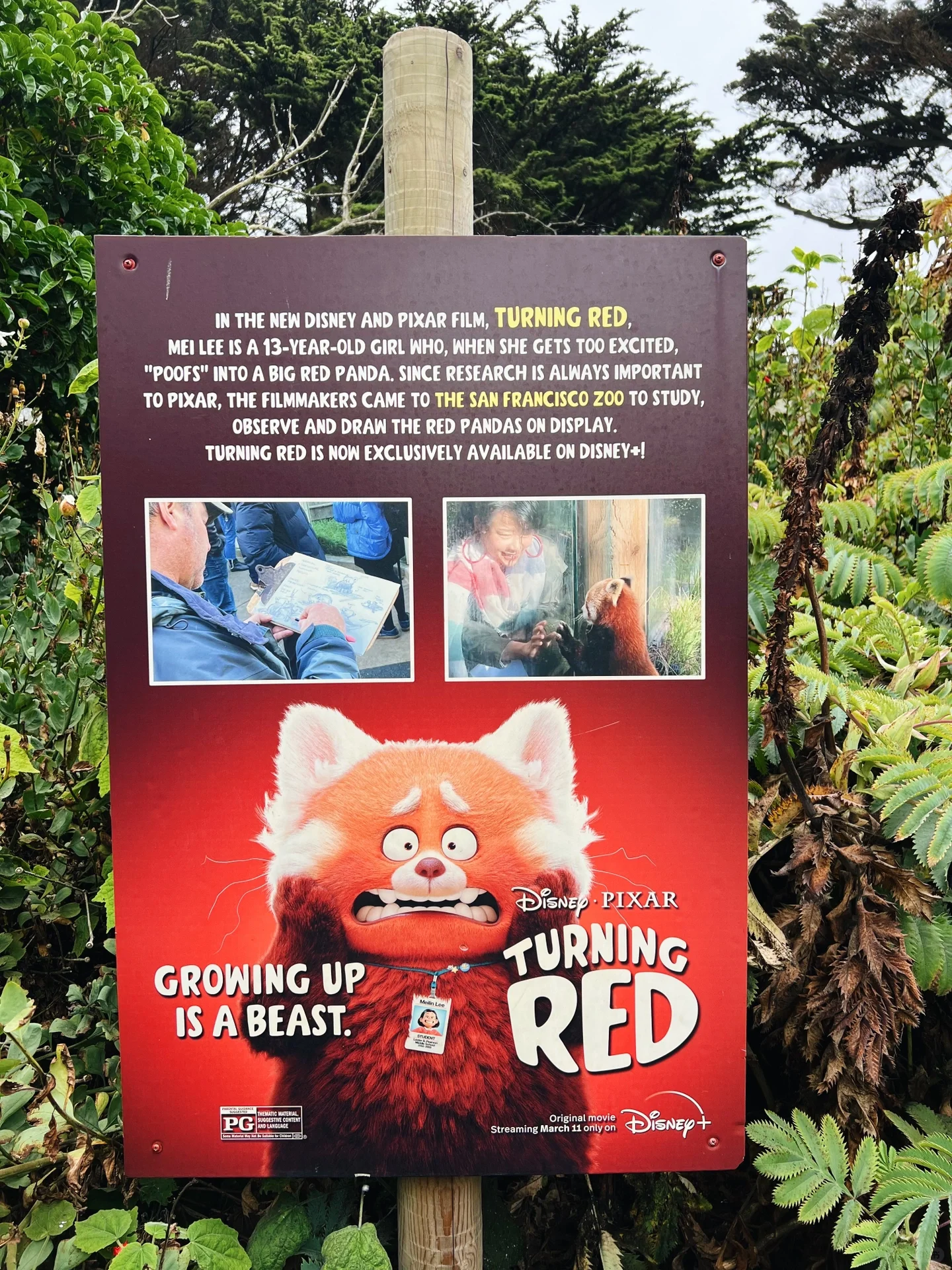 Why does the California state flag have a bear 🐻 in San Francisco? Pixar panda 🐼!