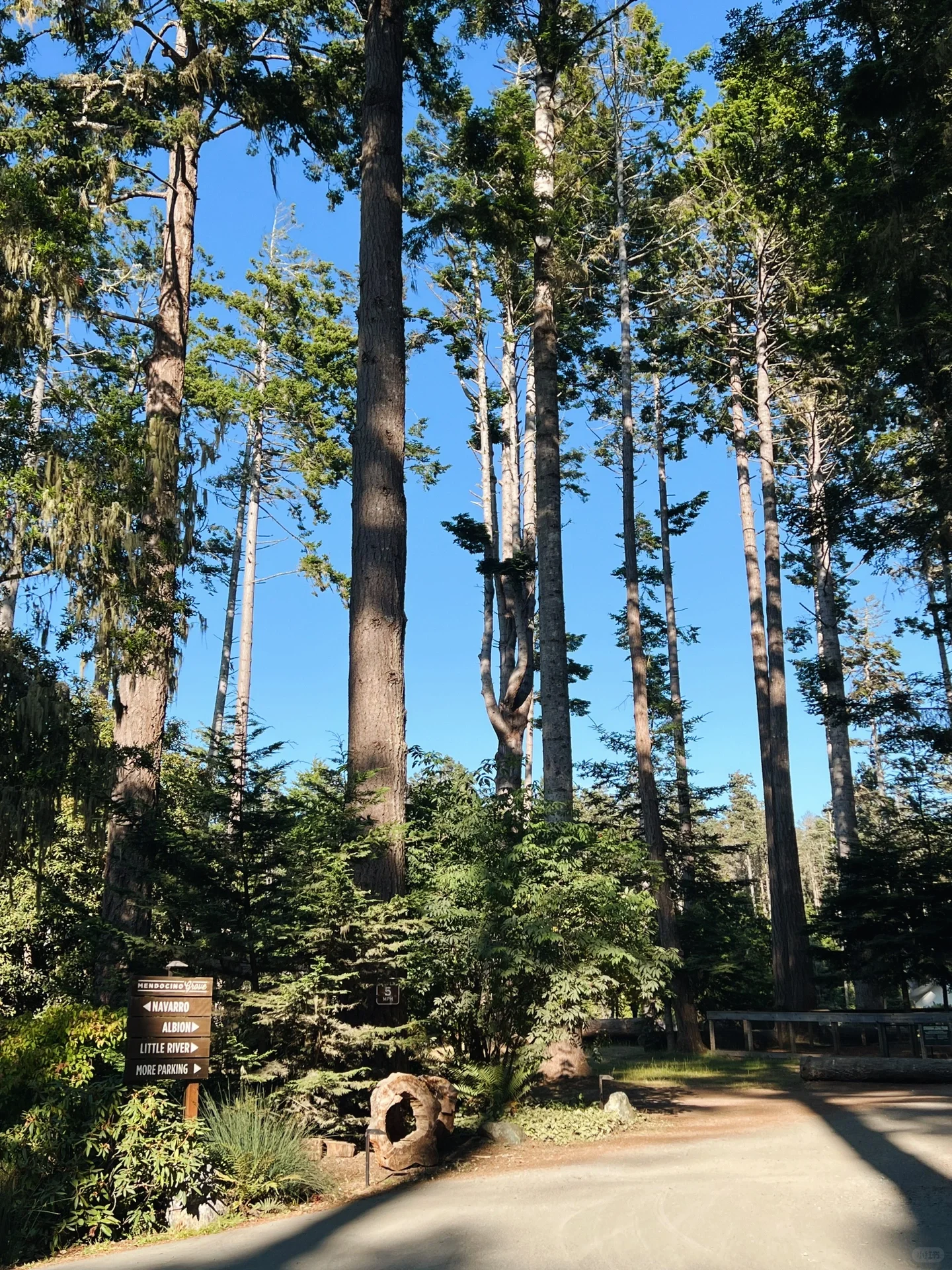 North California | Relax for Three Days in a Luxurious Forest Coast Camping 🏕️