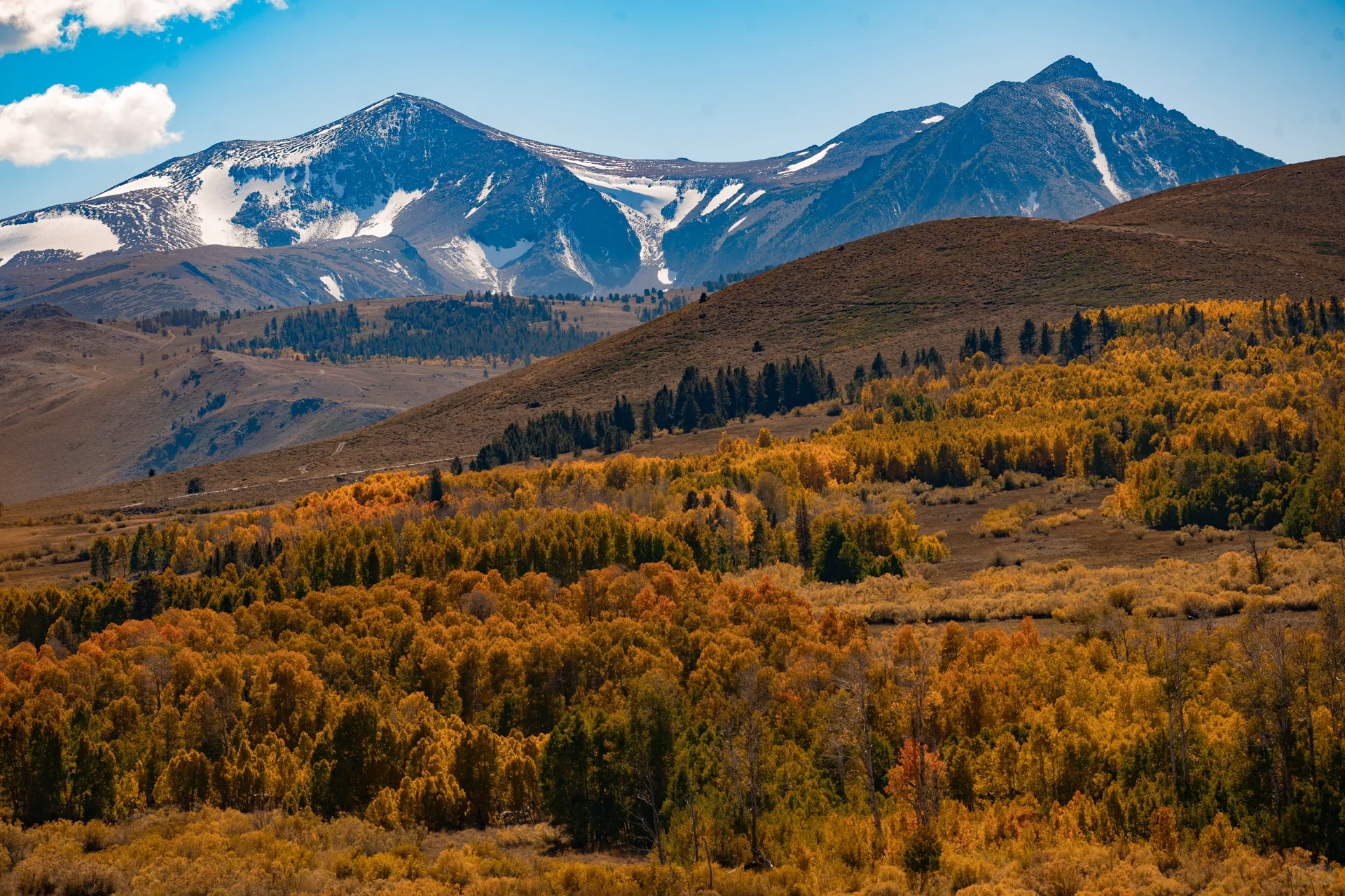 Pure Dry Goods! California Treasure Highway 395 Autumn Appreciation Guide 🍁
