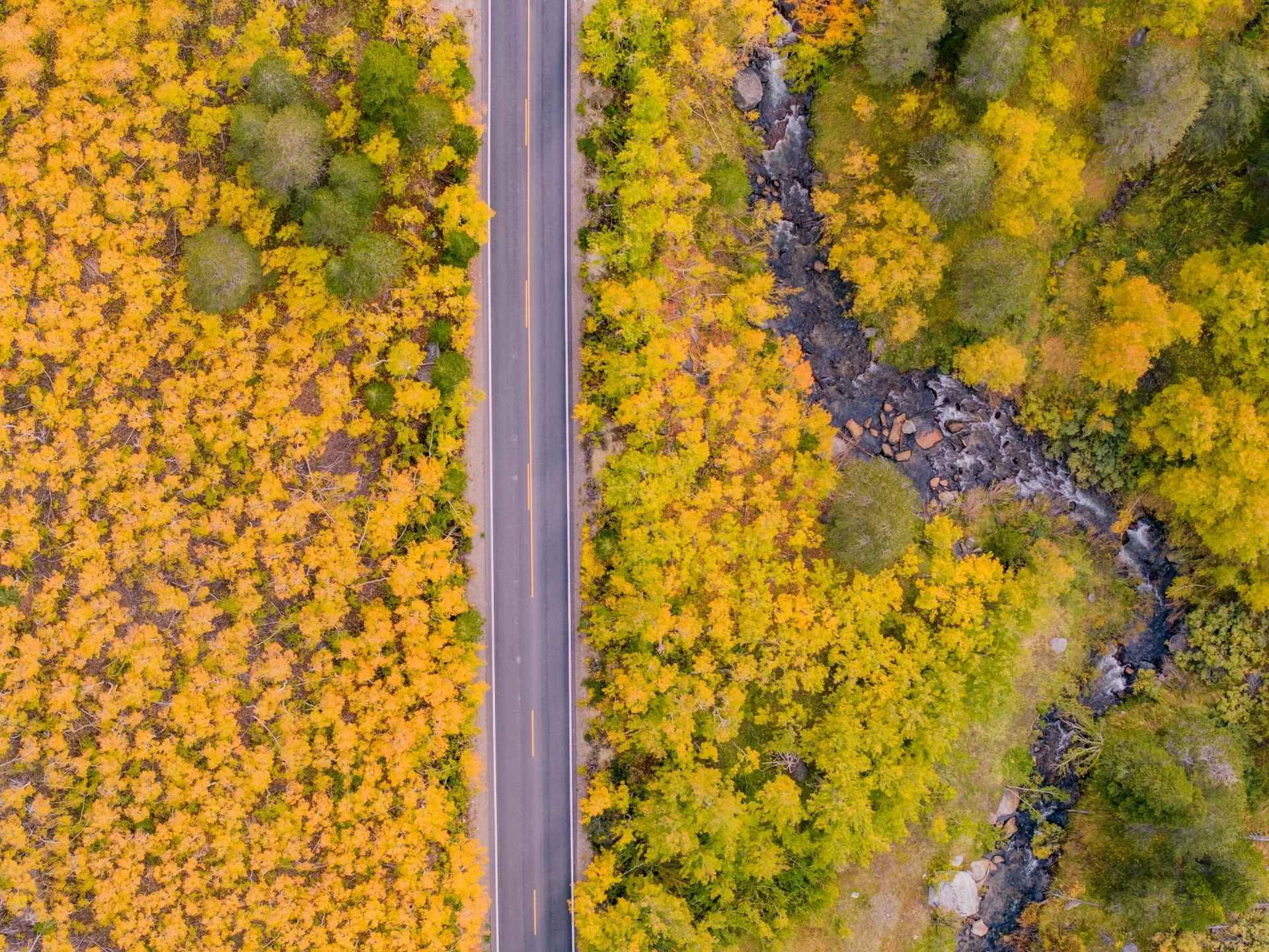 Pure Dry Goods! California Treasure Highway 395 Autumn Appreciation Guide 🍁