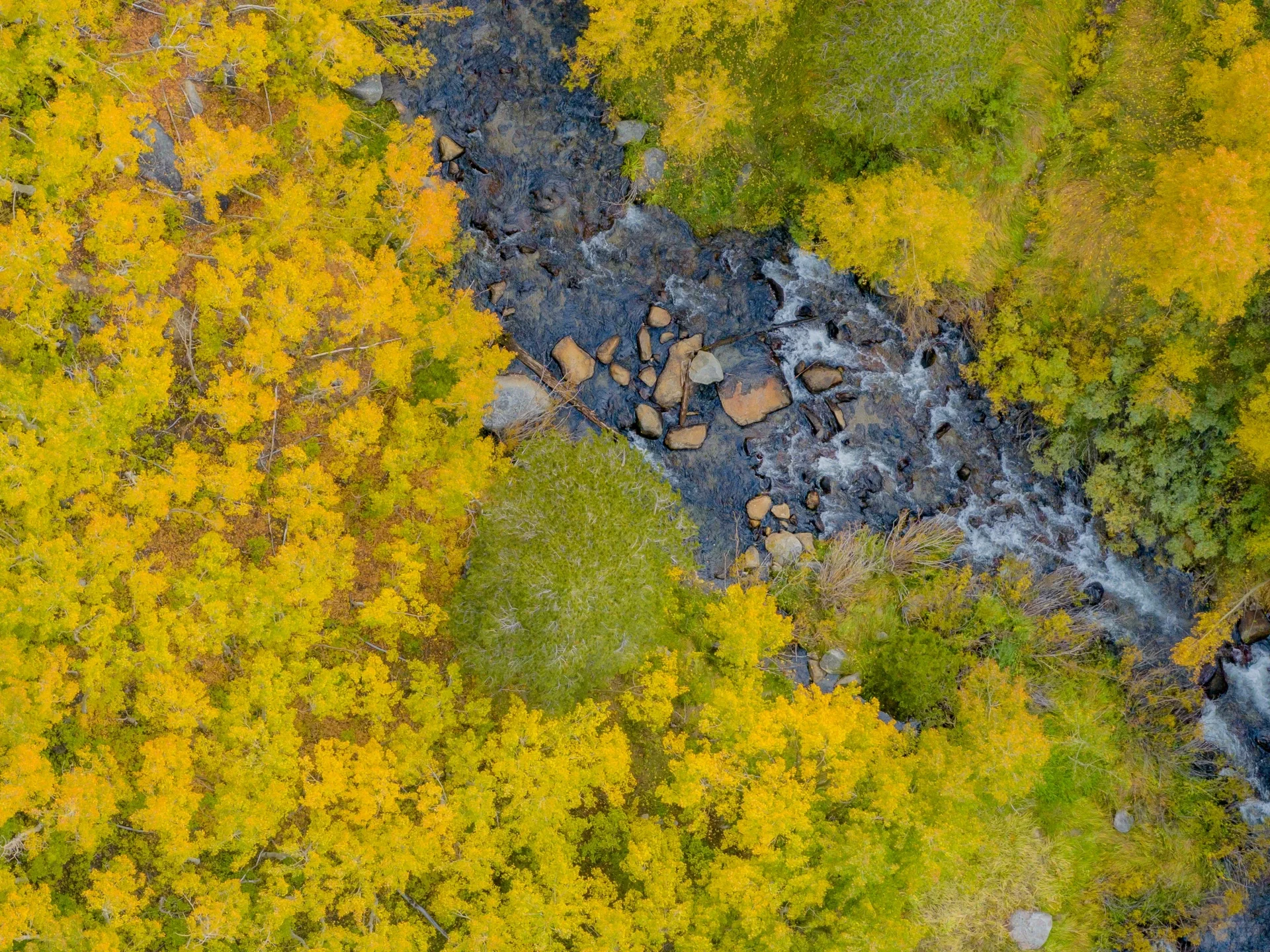 Pure Dry Goods! California Treasure Highway 395 Autumn Appreciation Guide 🍁