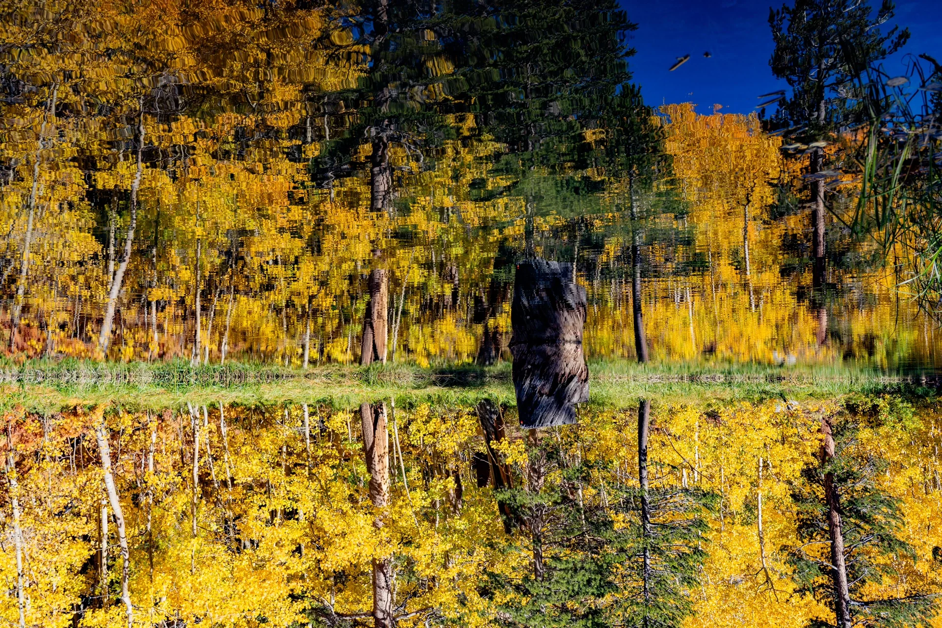 Pure Dry Goods! California Treasure Highway 395 Autumn Appreciation Guide 🍁