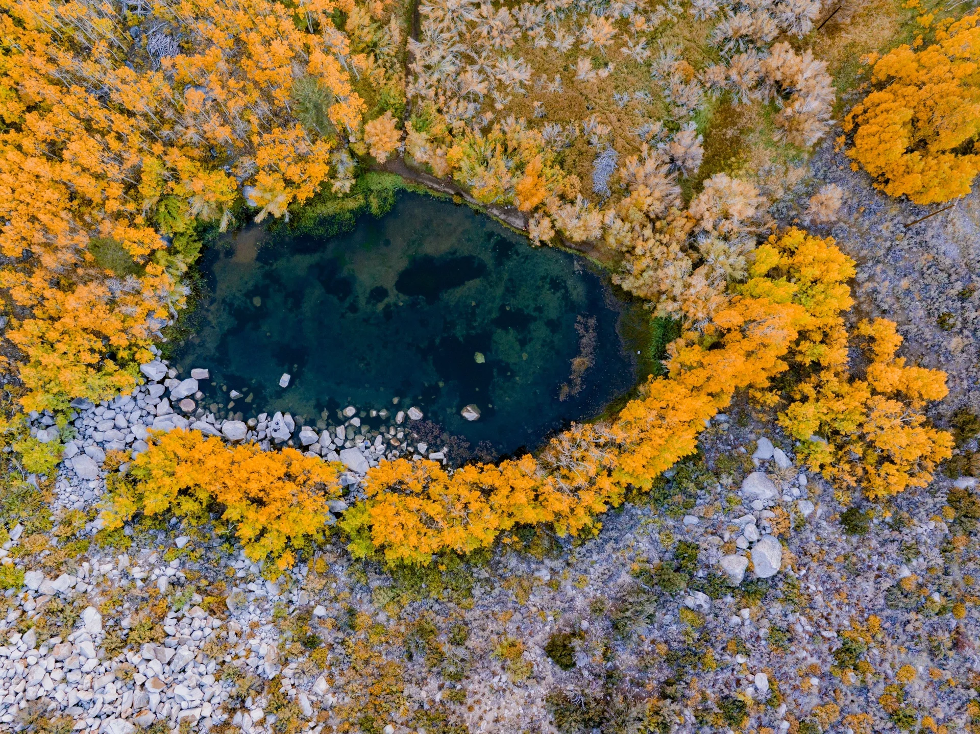 Pure Dry Goods! California Treasure Highway 395 Autumn Appreciation Guide 🍁