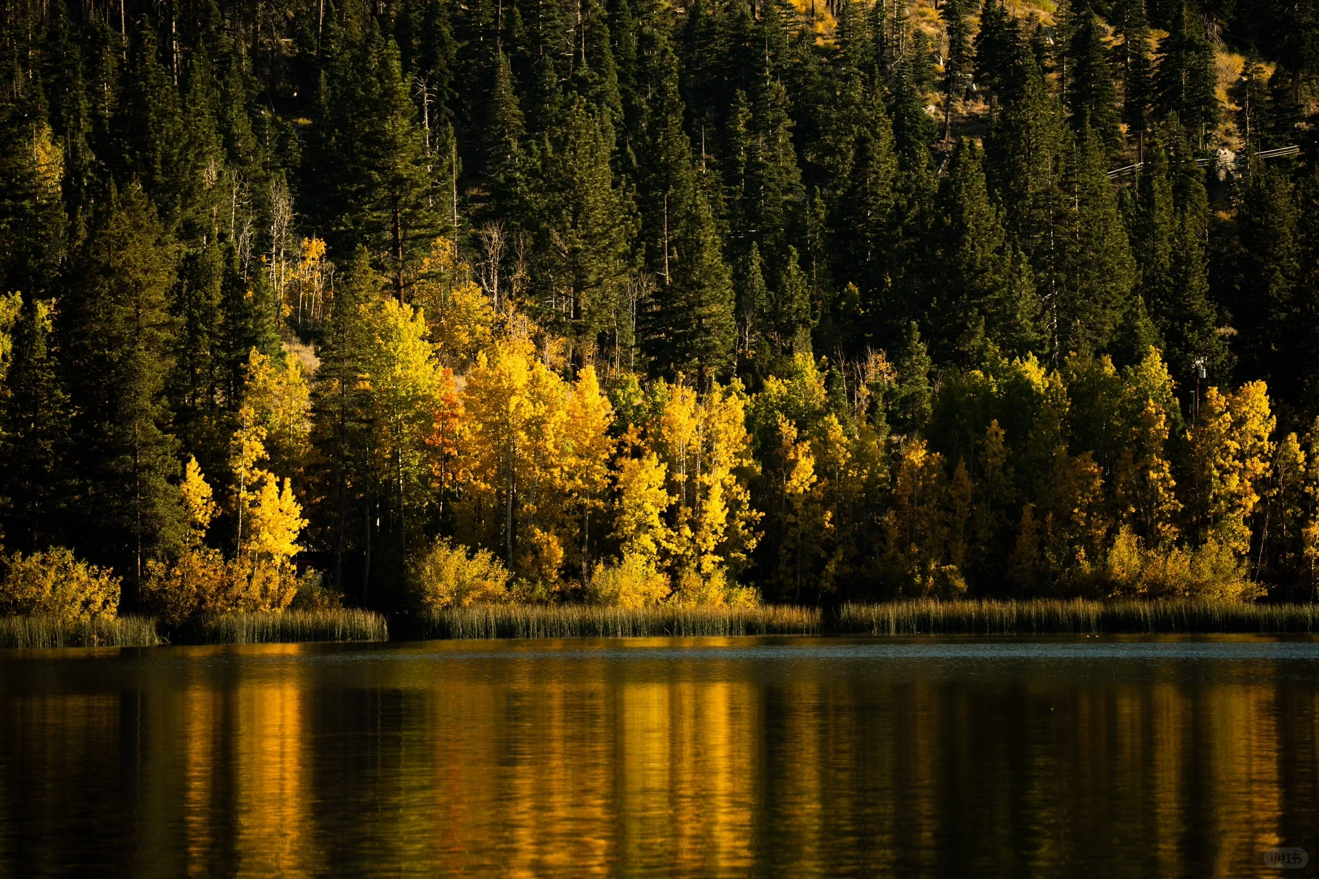 Pure Dry Goods! California Treasure Highway 395 Autumn Appreciation Guide 🍁