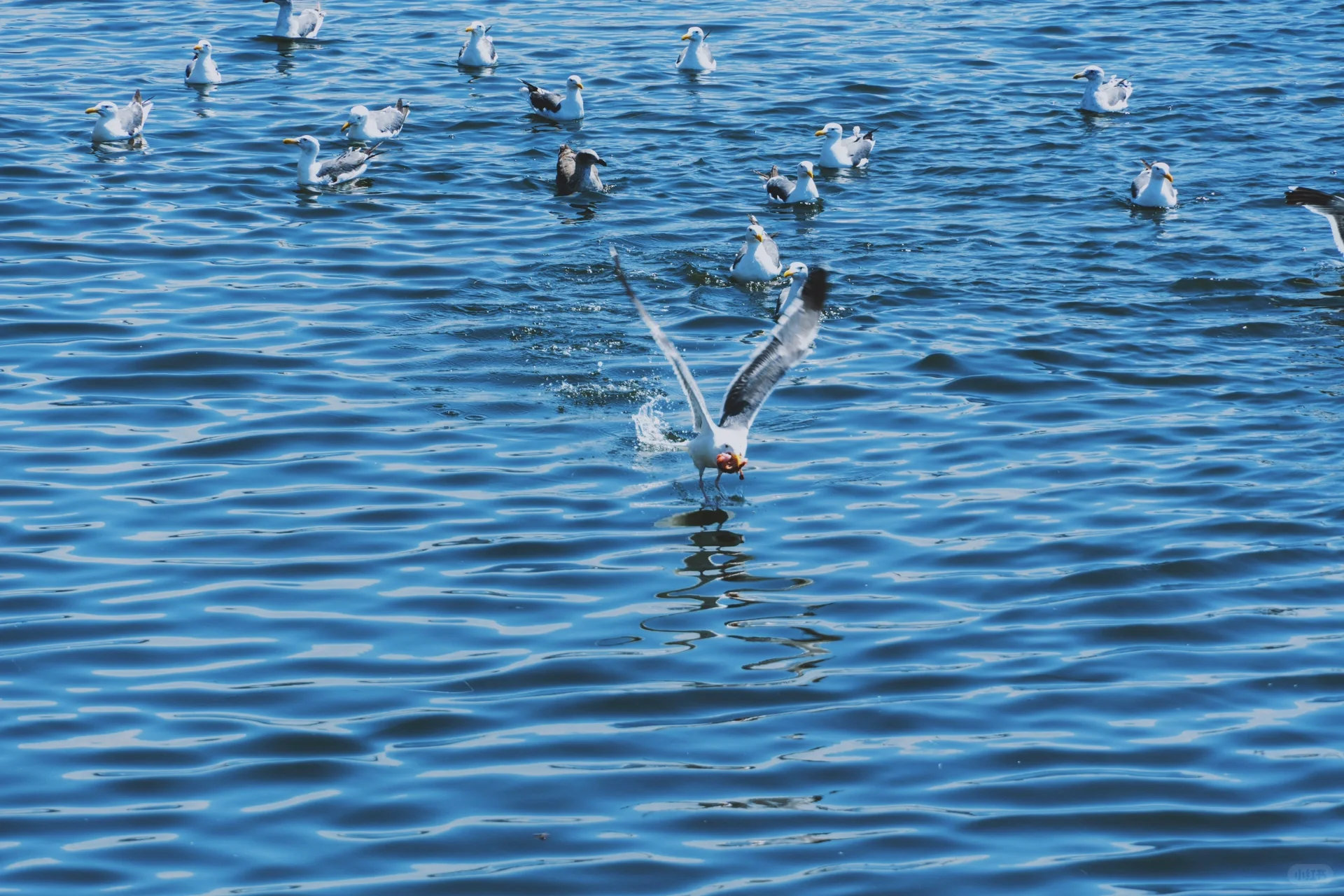 🌊 Half Moon Bay Seaside Adventure: Stroller-Friendly Family Day Trip in the Bay Area!