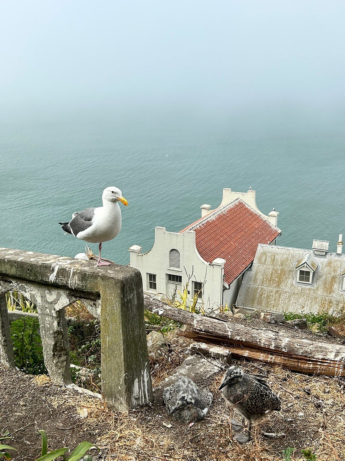 Discover the Secret of Alcatraz Island with Me!